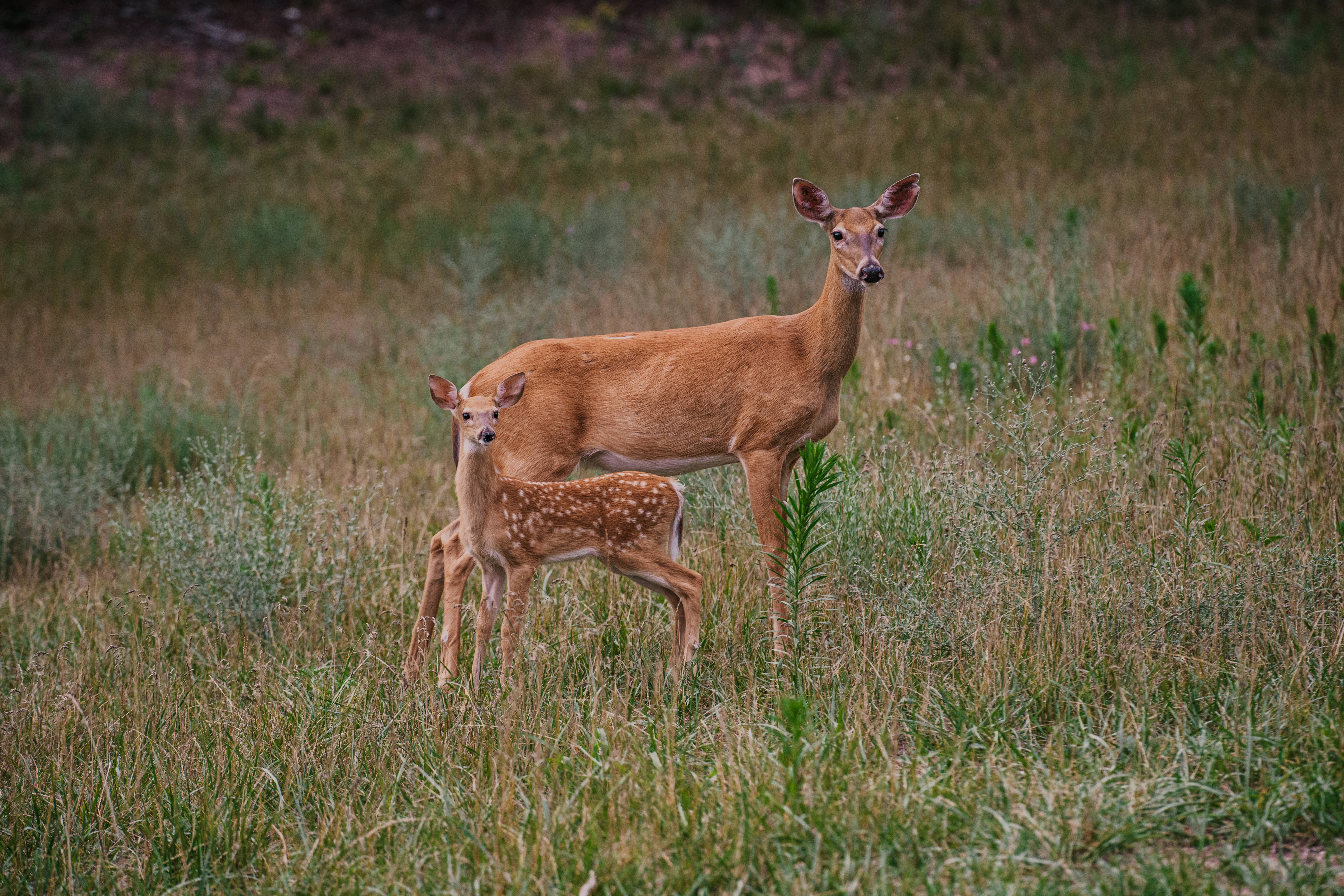 mother deer, spotted fawn, tall golden grass, 5K Desktop Wallpaper
