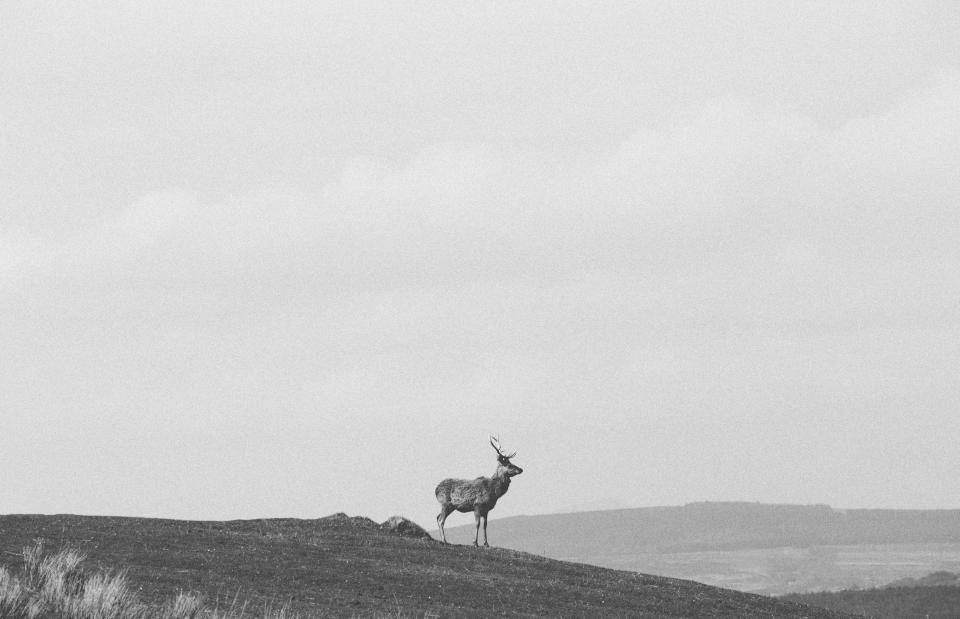 stag, grassy hill, overcast sky, SD Desktop Wallpaper