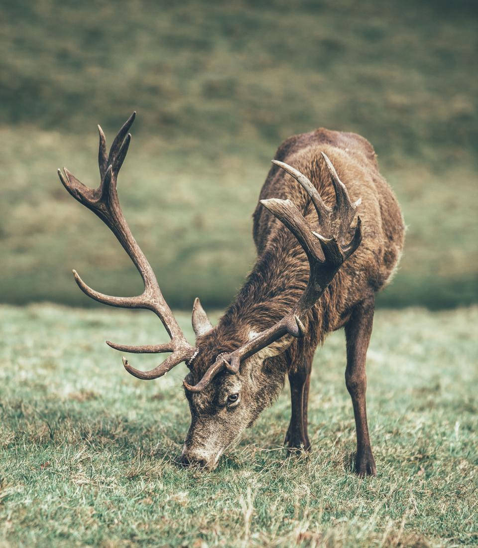 stag, big antlers, grazing, SD Phone Wallpaper