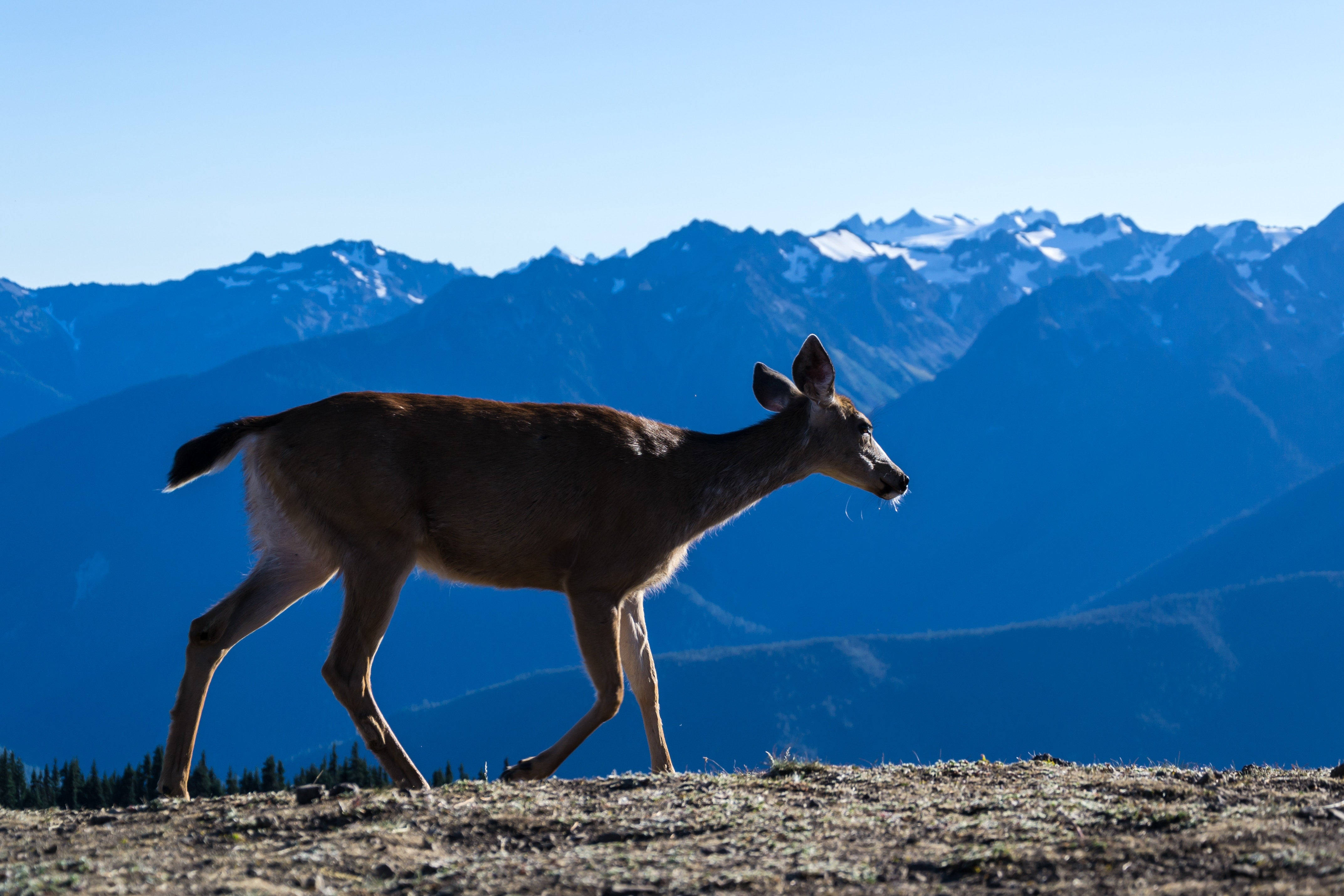deer, mountain ridge, snow-capped peaks, 4K Desktop Wallpaper