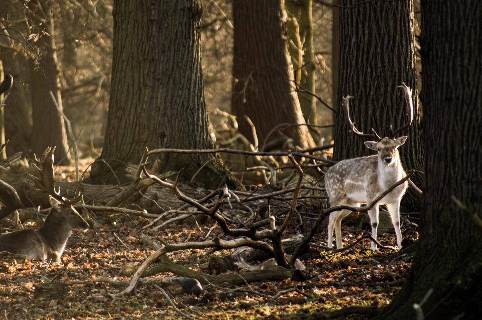 fallow deer, autumn forest, sunlit, SD Desktop Wallpaper
