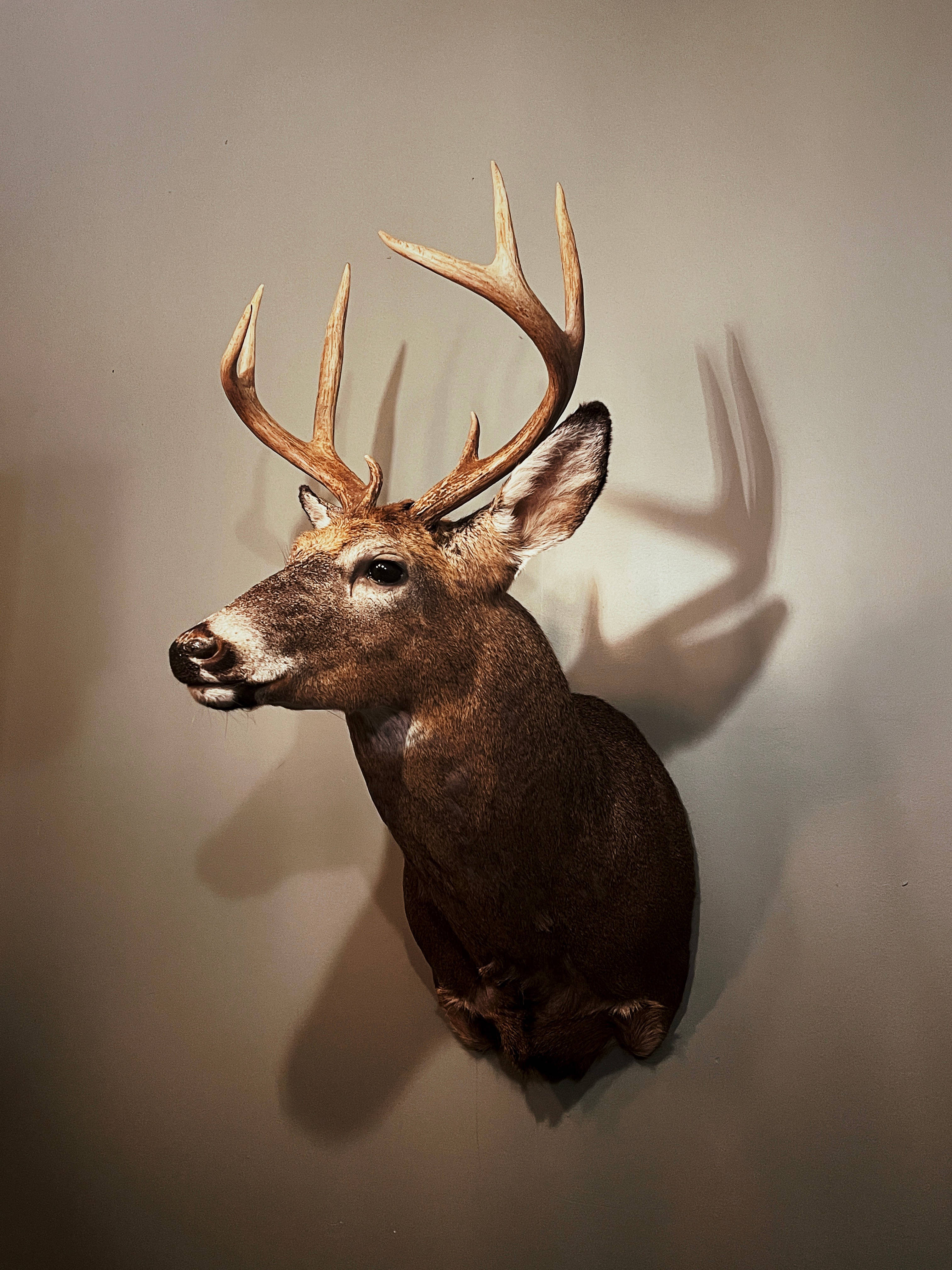 Deer Hunting, head mount bust, taxidermied deer head, 4K Phone Wallpaper