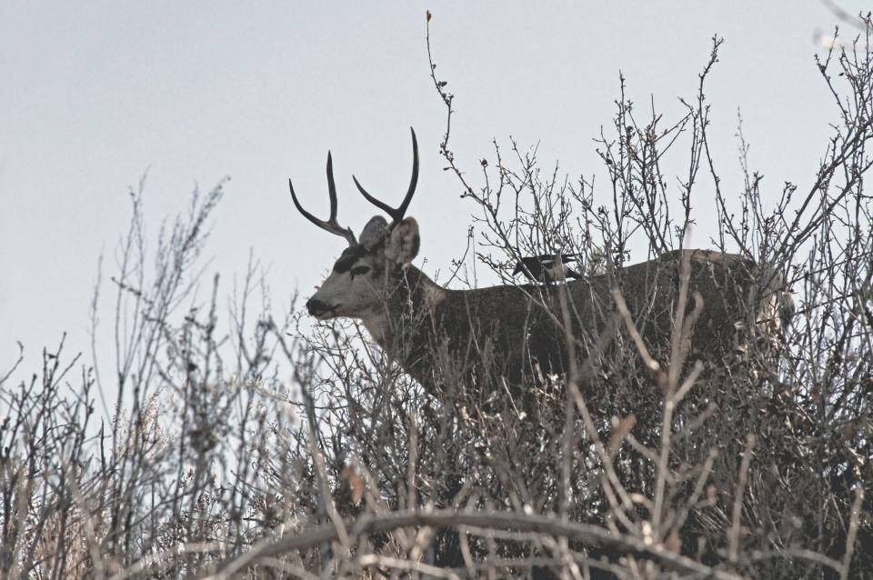 deer, camouflage, buck, SD Desktop Wallpaper