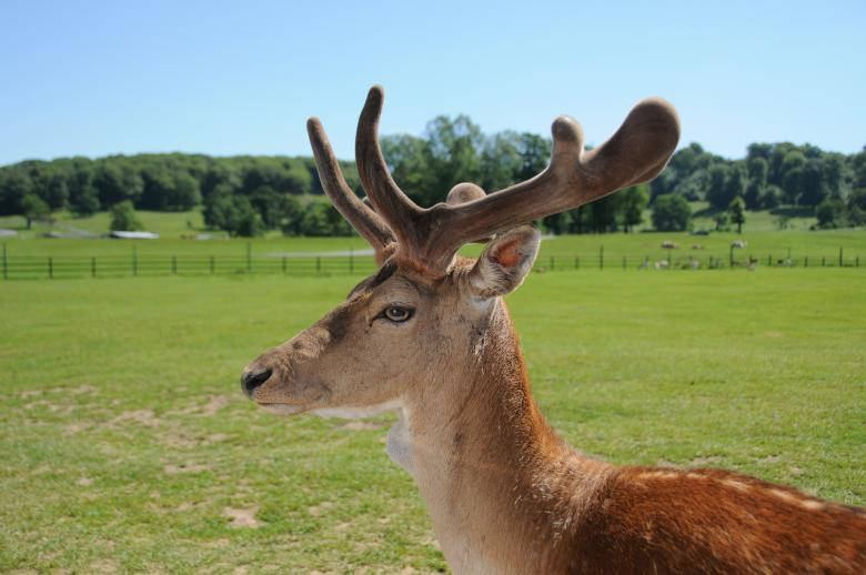 fenced deer hunting, male deer, large antlers, SD Desktop Wallpaper