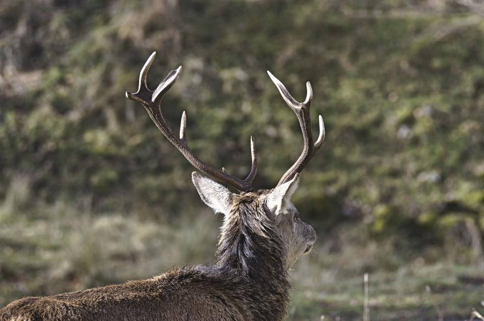 stag, big antlers, deer hunting, SD Desktop Wallpaper