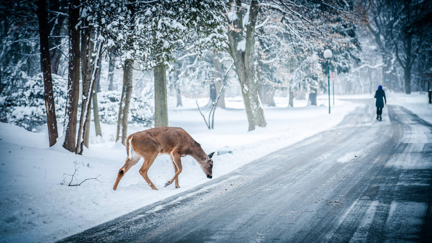 Winter Scene Deer, deer, snow-dusted pavement, HD Desktop Wallpaper
