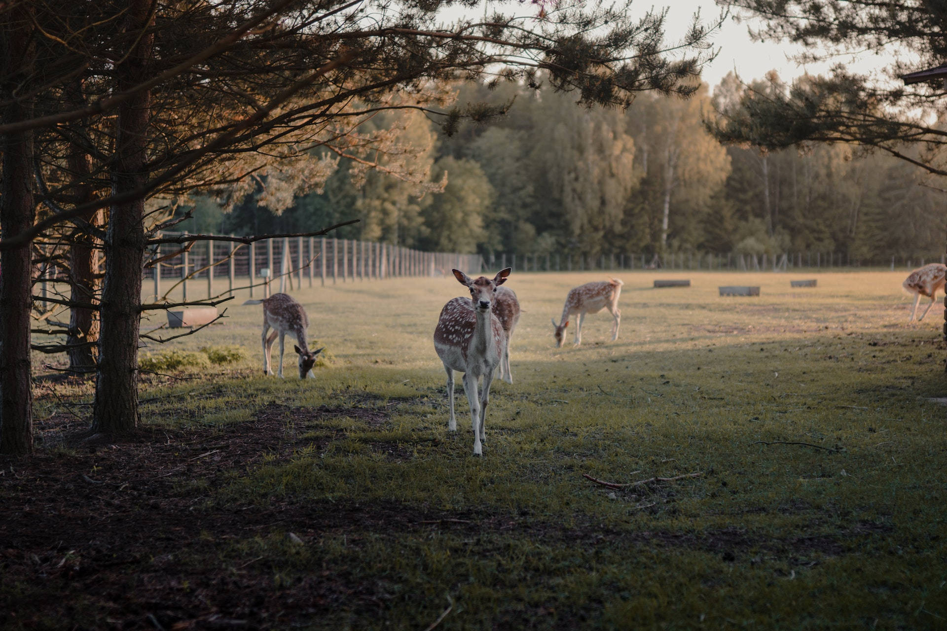 brown deer, green grass farm, sunlit meadow, Full HD Desktop Wallpaper
