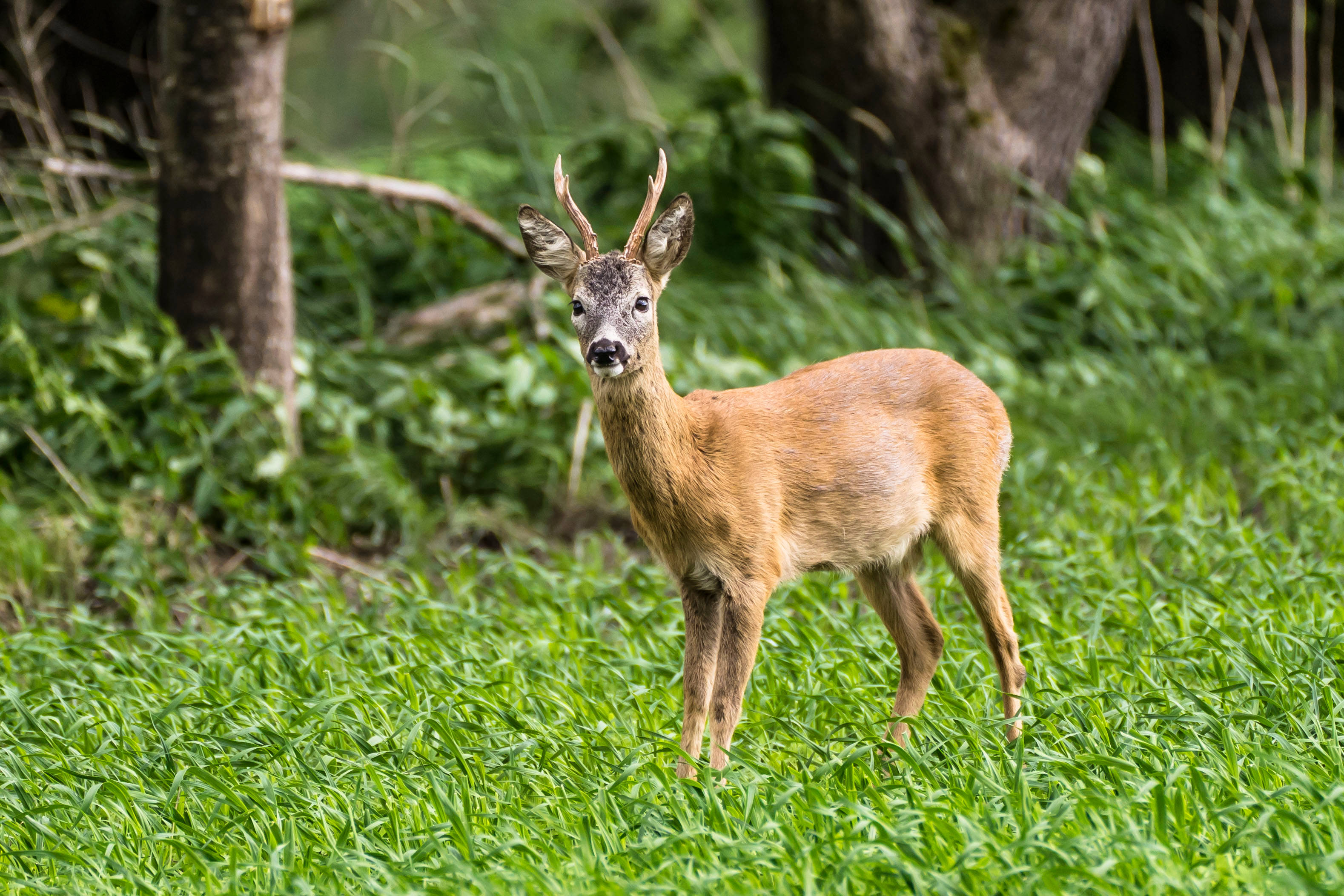 Deer Hunting, brown stag, grass, 2K Desktop Wallpaper