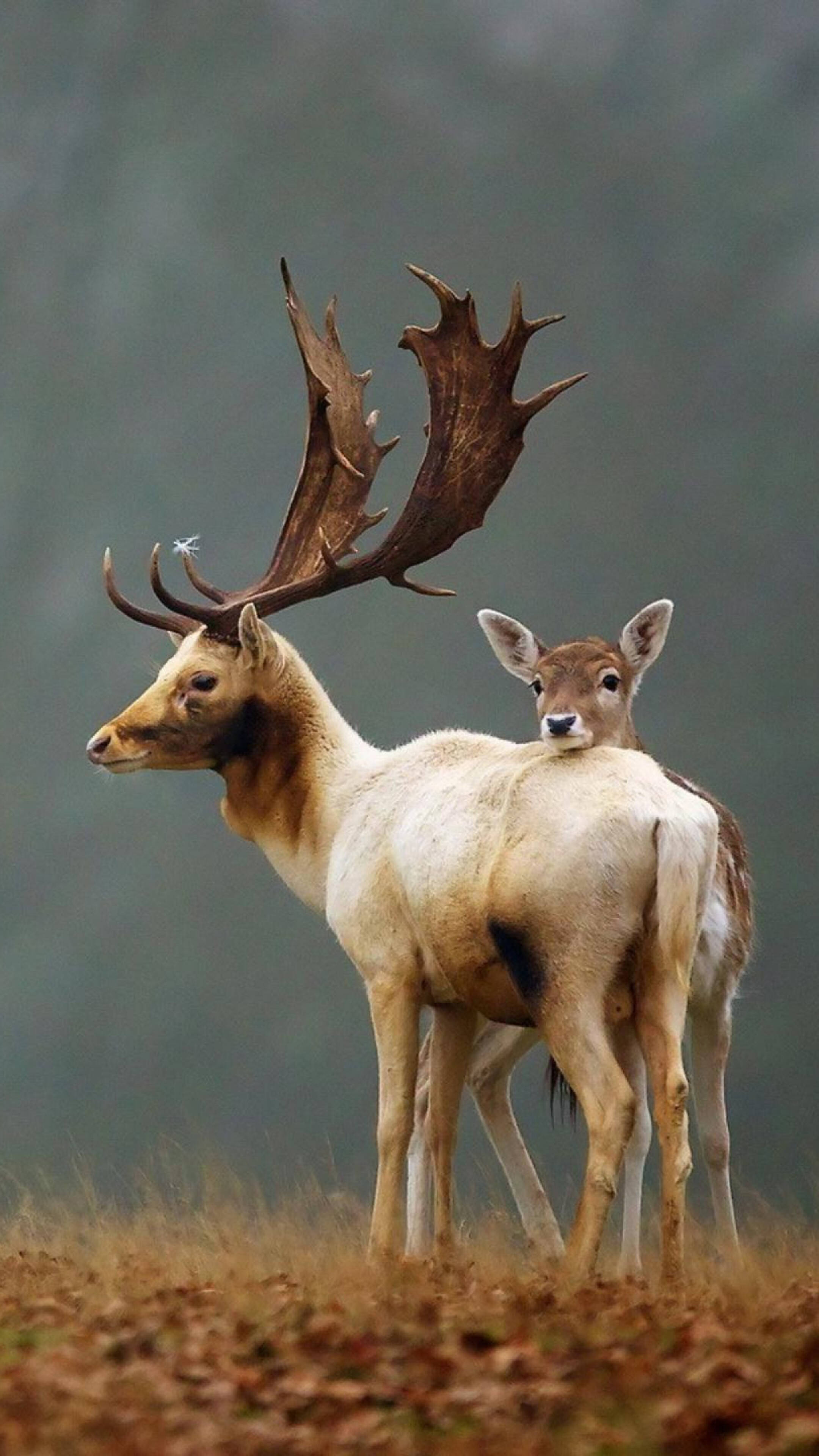 deer, fawn, autumn forest clearing, 4K Phone Wallpaper