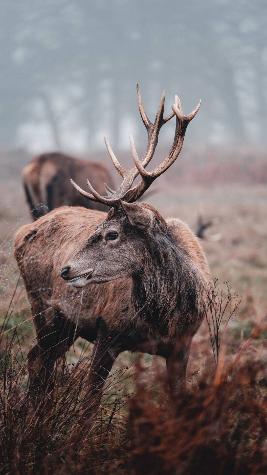 Deer iPhone, stag, large antlers, Full HD Phone Wallpaper