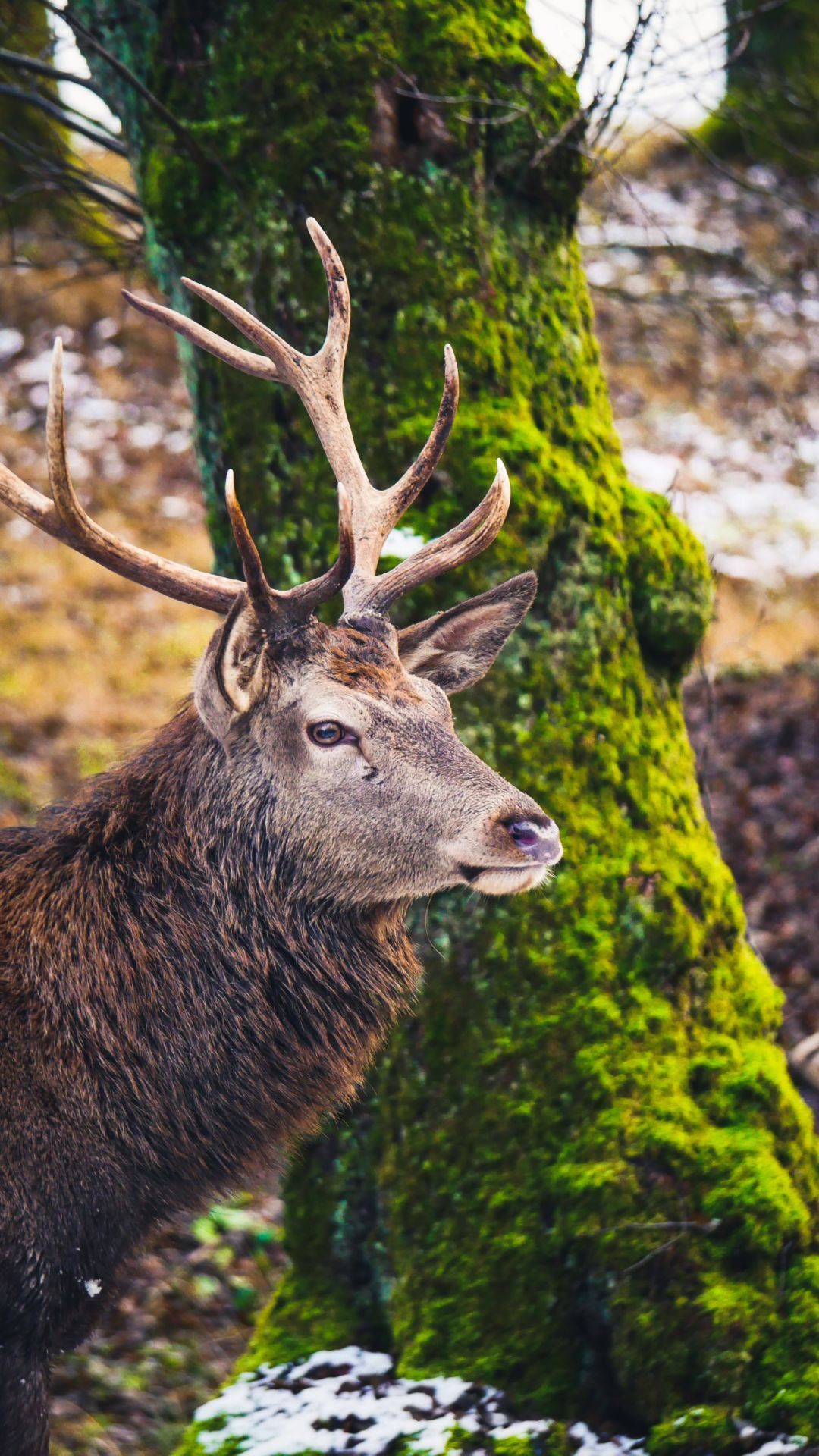 Deer iPhone, stag, large antlers, Full HD Phone Wallpaper