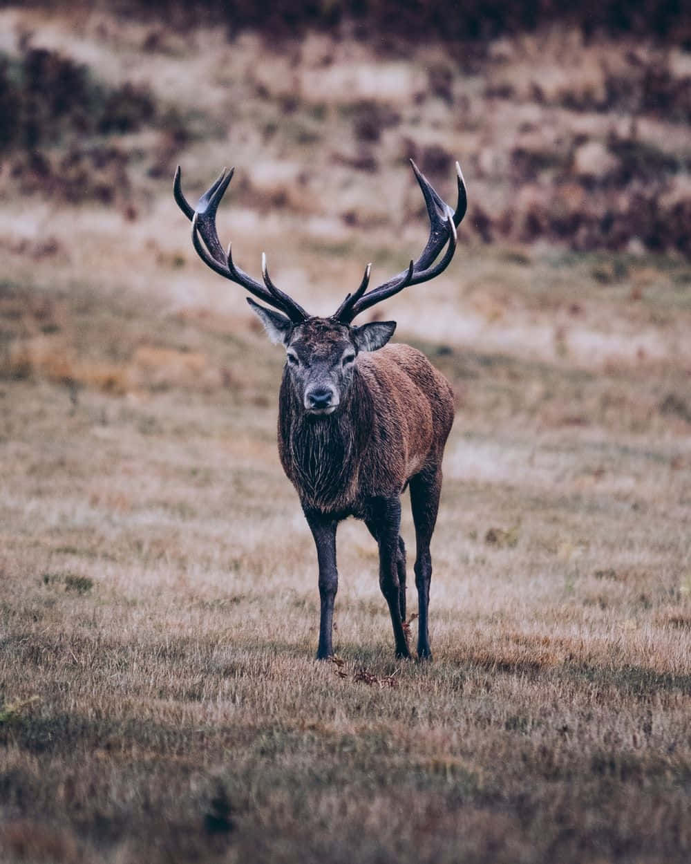Cool Deer, stag, large antlers, SD Phone Wallpaper