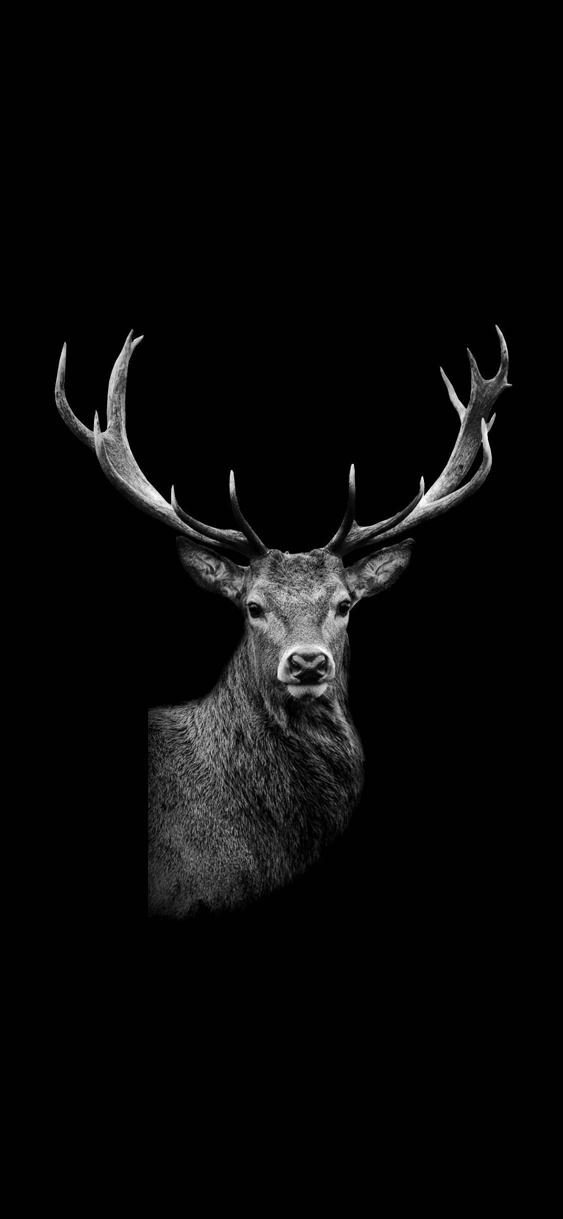 Deer iPhone, stag, intricate antlers, Full HD Phone Wallpaper