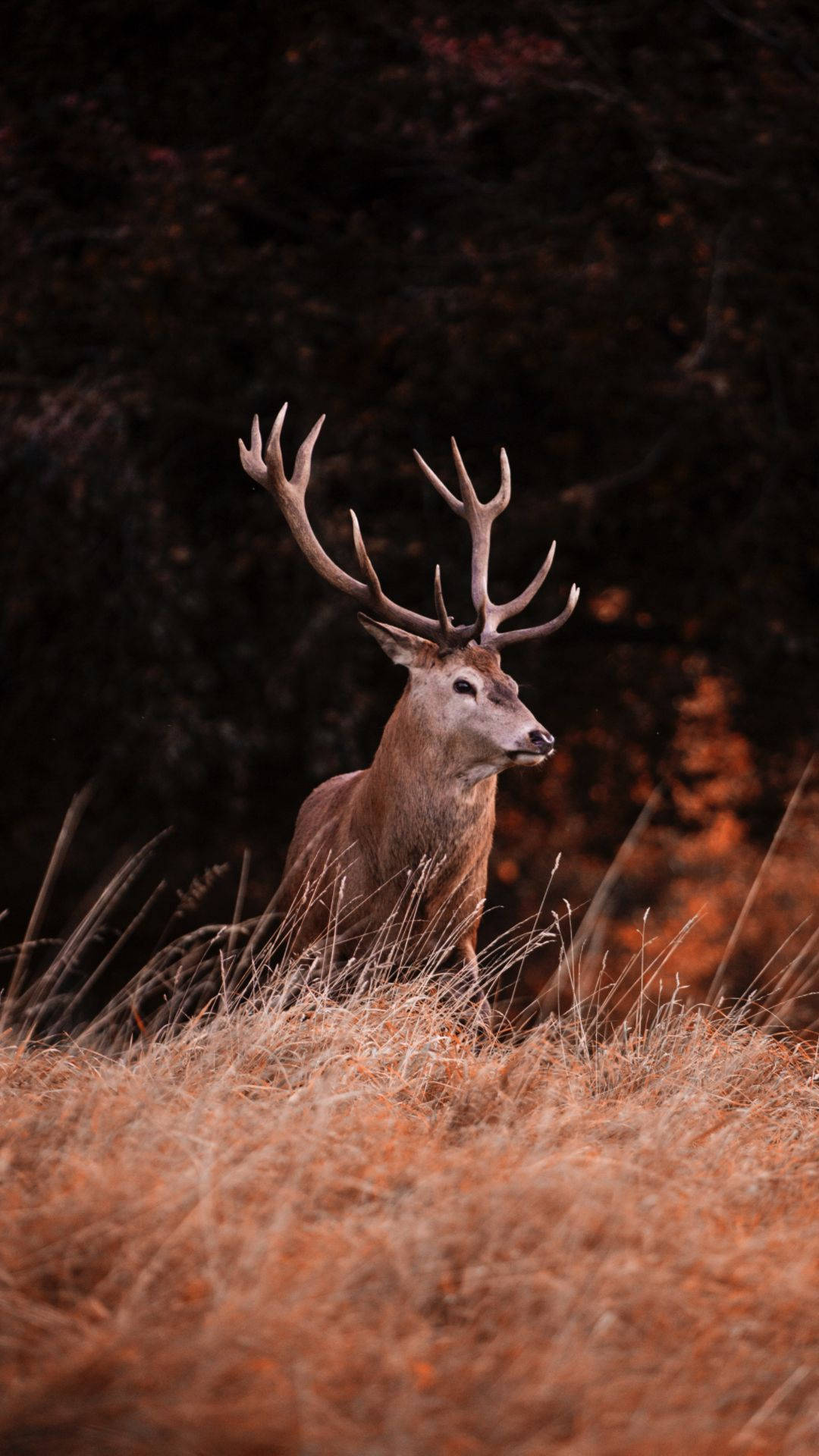 Deer iPhone, stag, large antlers, Full HD Phone Wallpaper