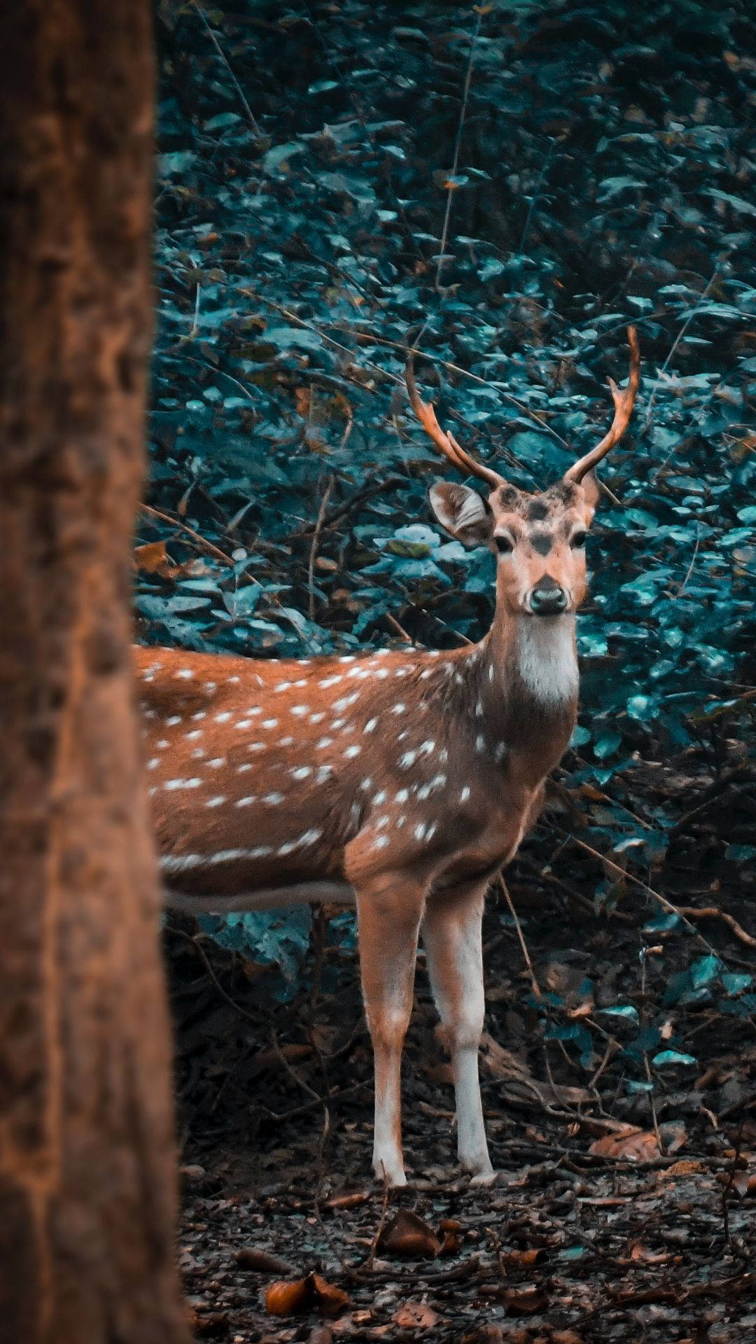 Deer iPhone, spotted deer, antlers, Full HD Phone Wallpaper