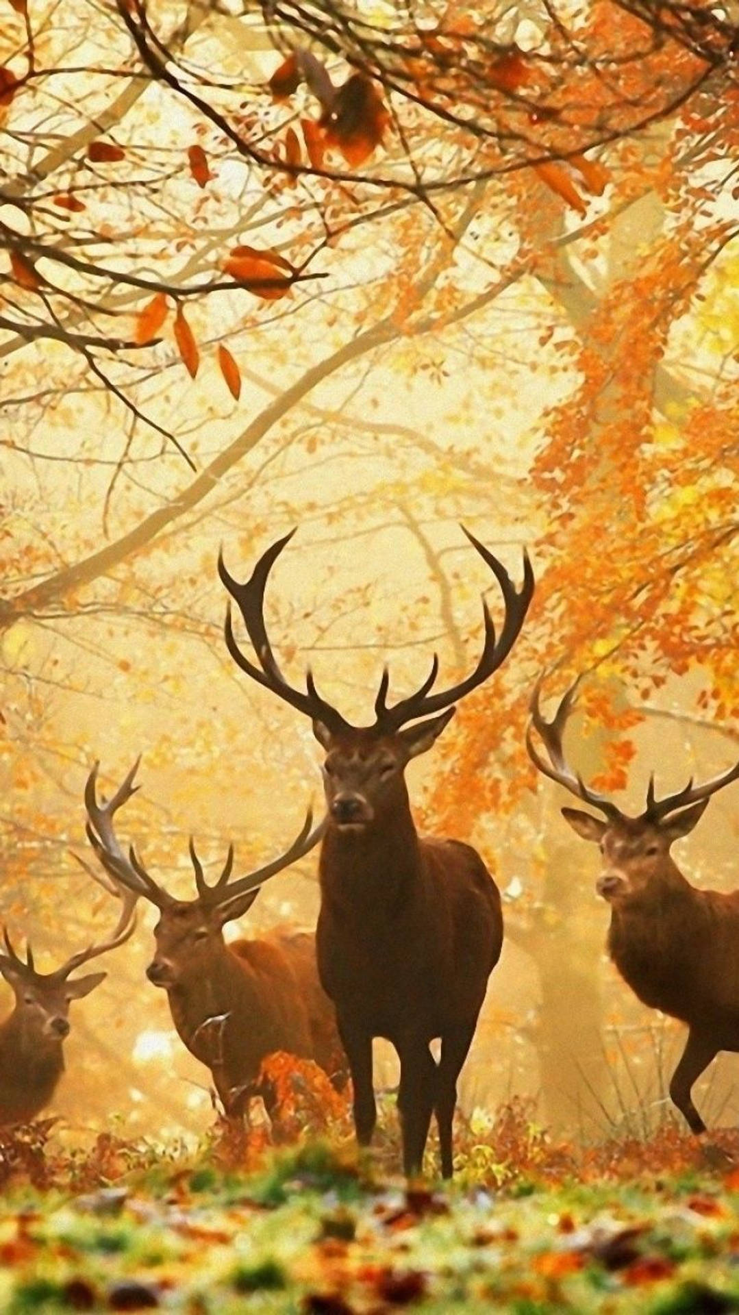 Deer iPhone, stag, autumn trees, Full HD Phone Wallpaper
