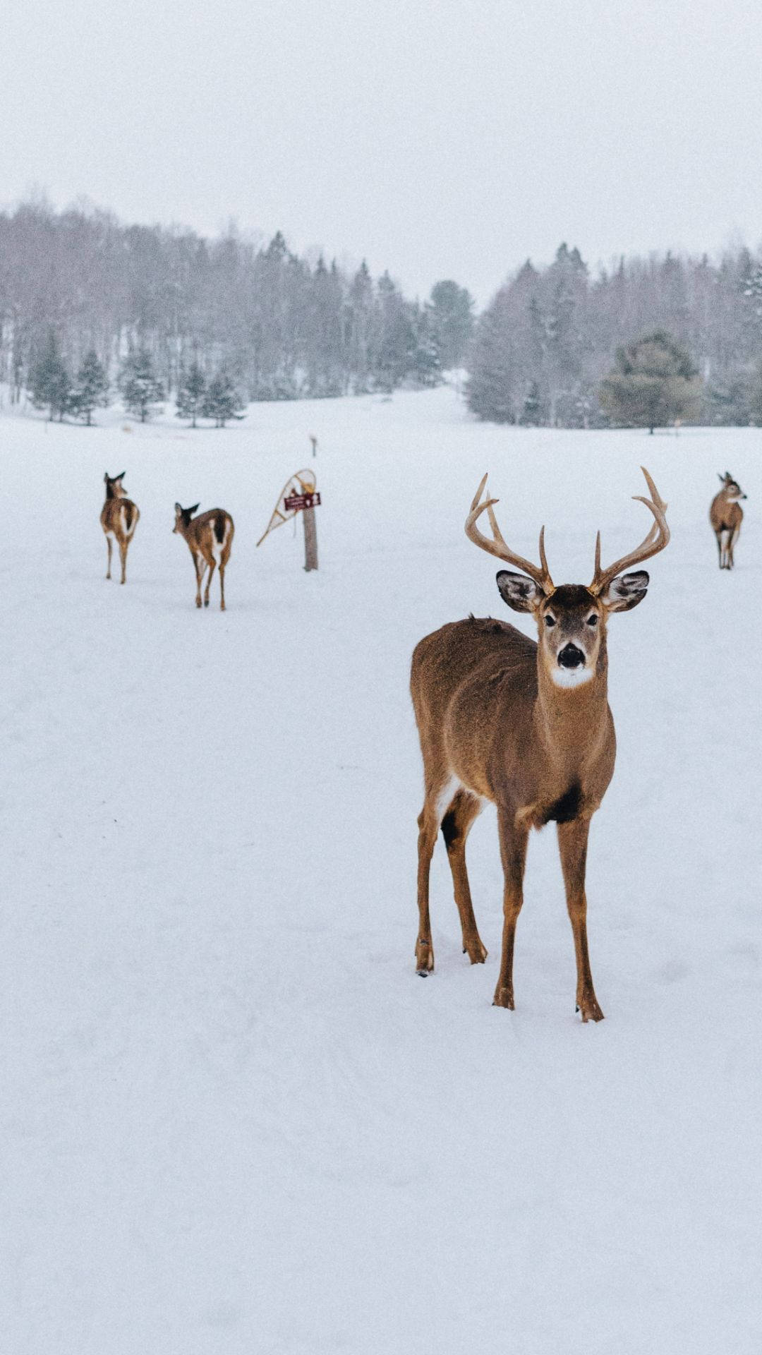 Deer, buck, deep snow, Full HD Phone Wallpaper