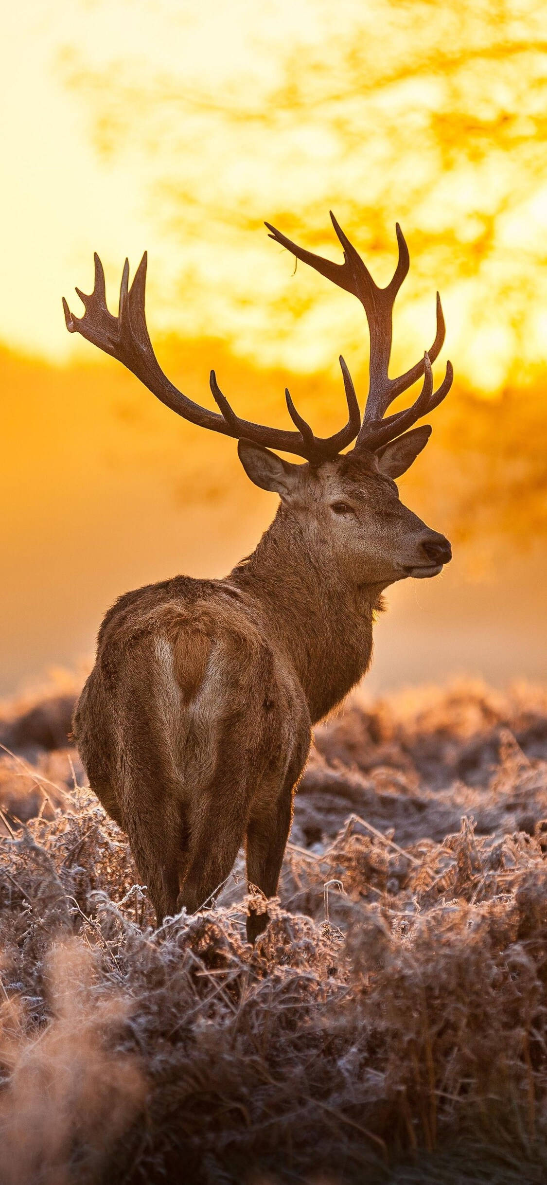 Deer iPhone, stag, large antlers, Full HD Phone Wallpaper