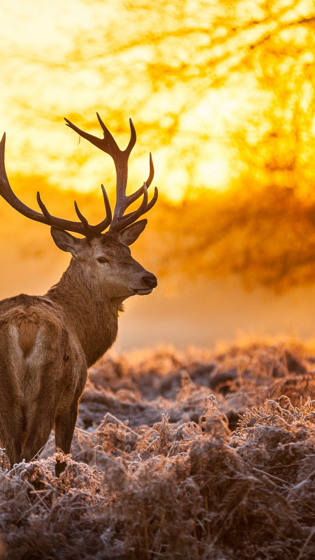 Deer iPhone, stag, large antlers, Full HD Phone Wallpaper