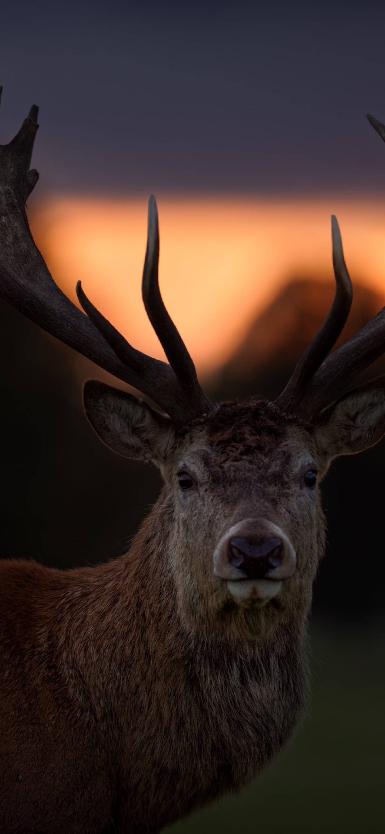 Deer iPhone, stag, large antlers, 2K Phone Wallpaper