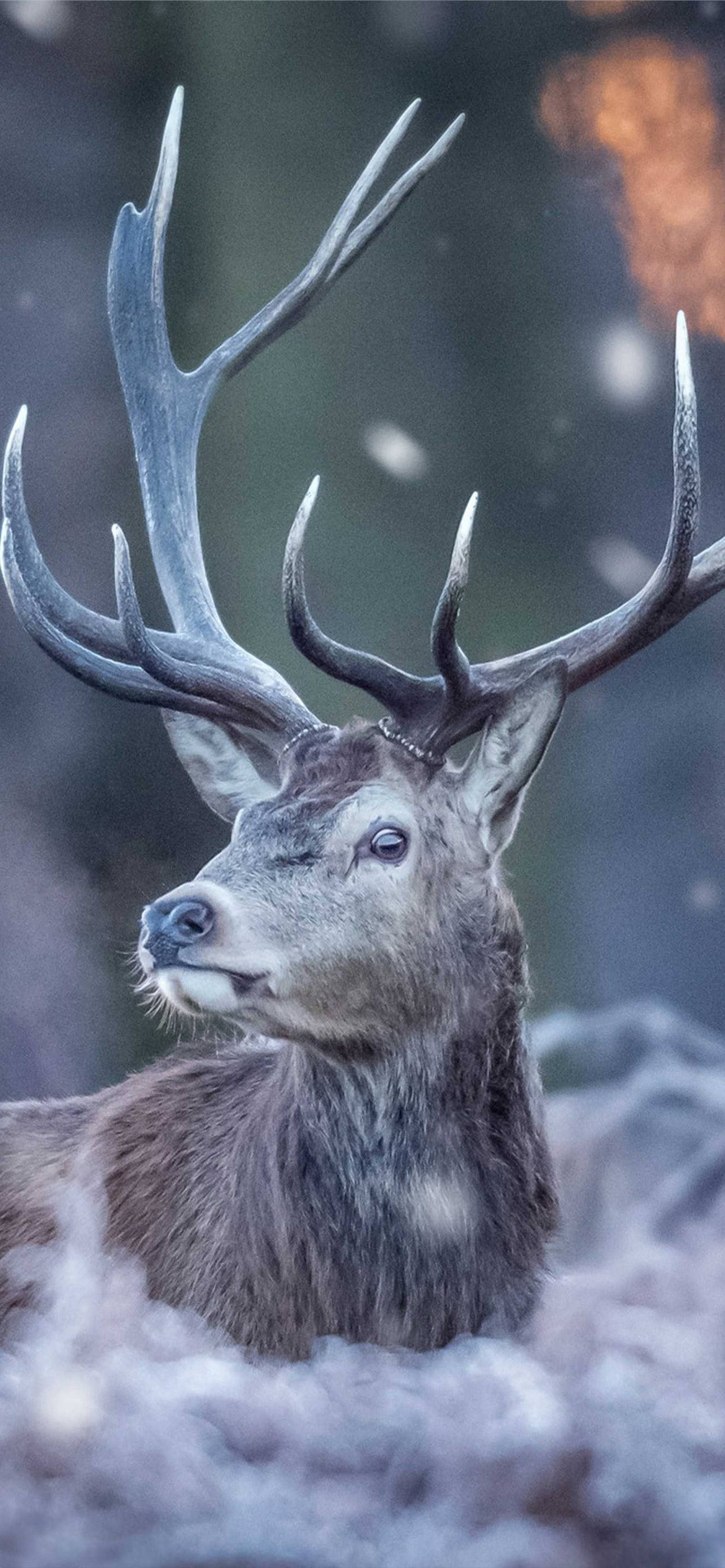 Deer iPhone, stag, large antlers, 2K Phone Wallpaper