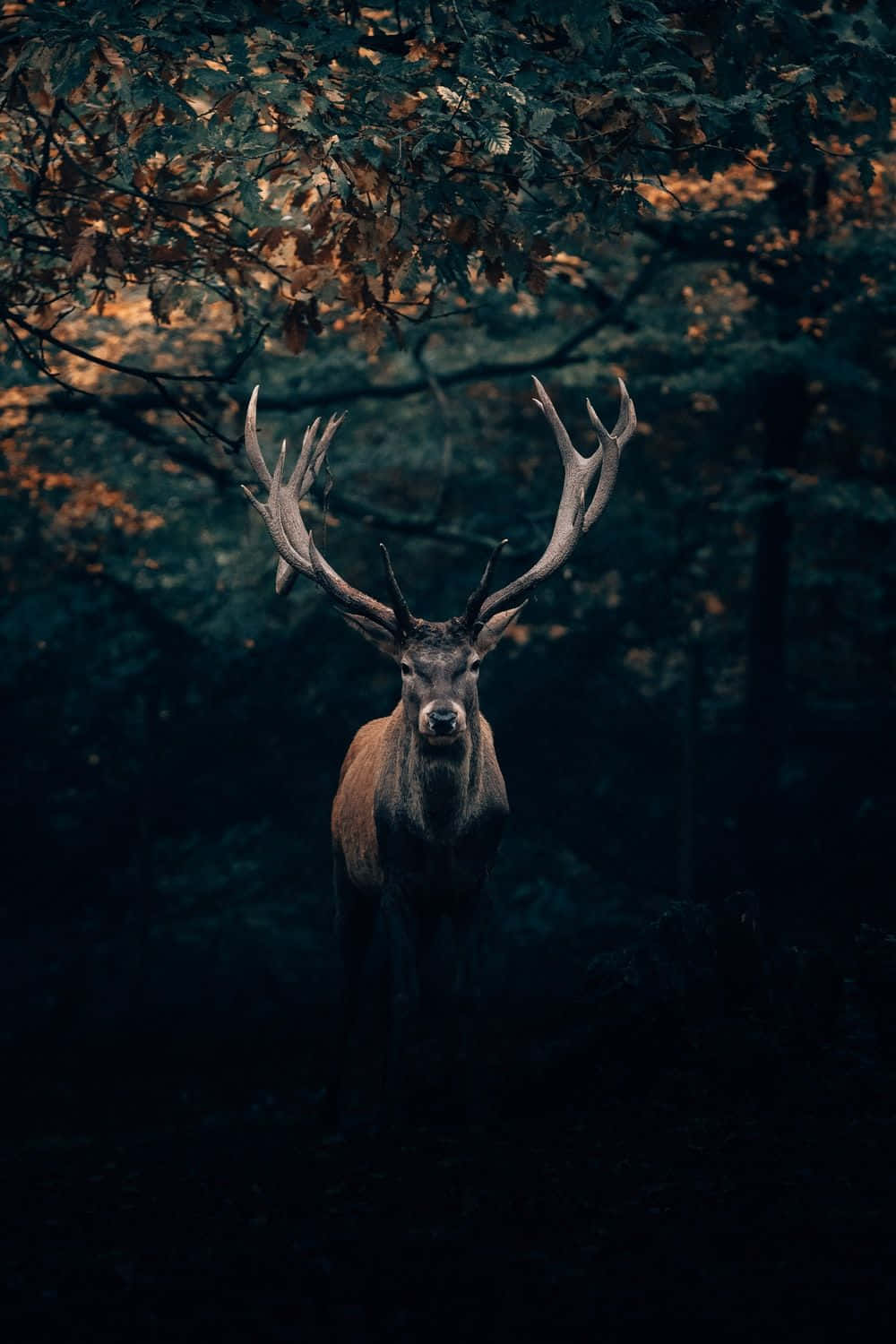 Cool Deer, stag, large antlers, HD Phone Wallpaper