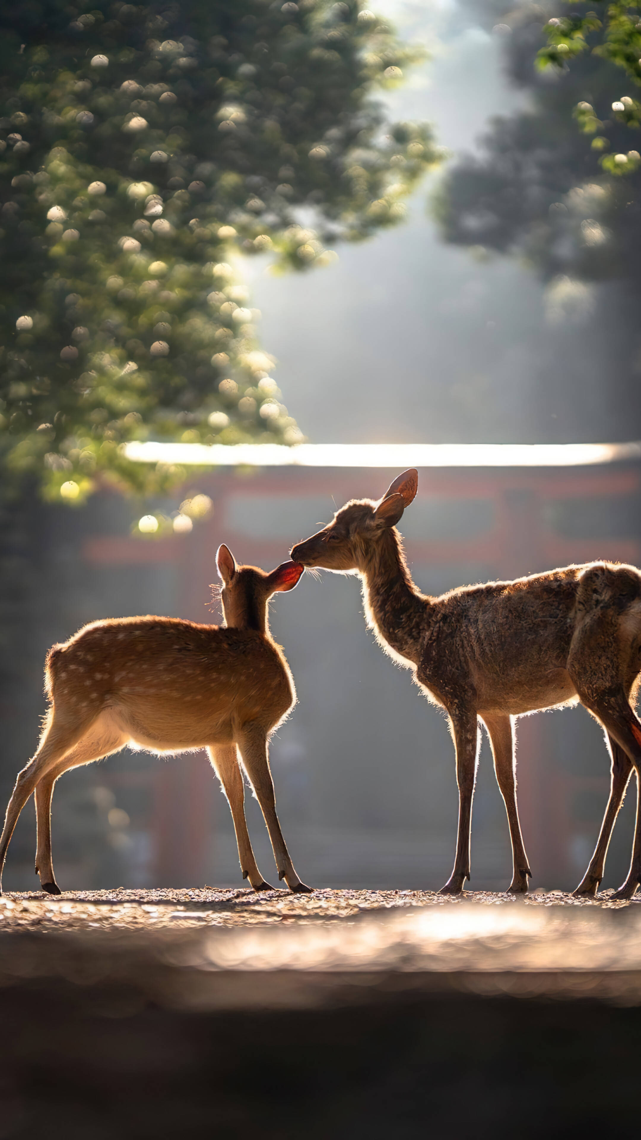Mother And Daughter Deer, 4K, iPhone 11, 4K Phone Wallpaper