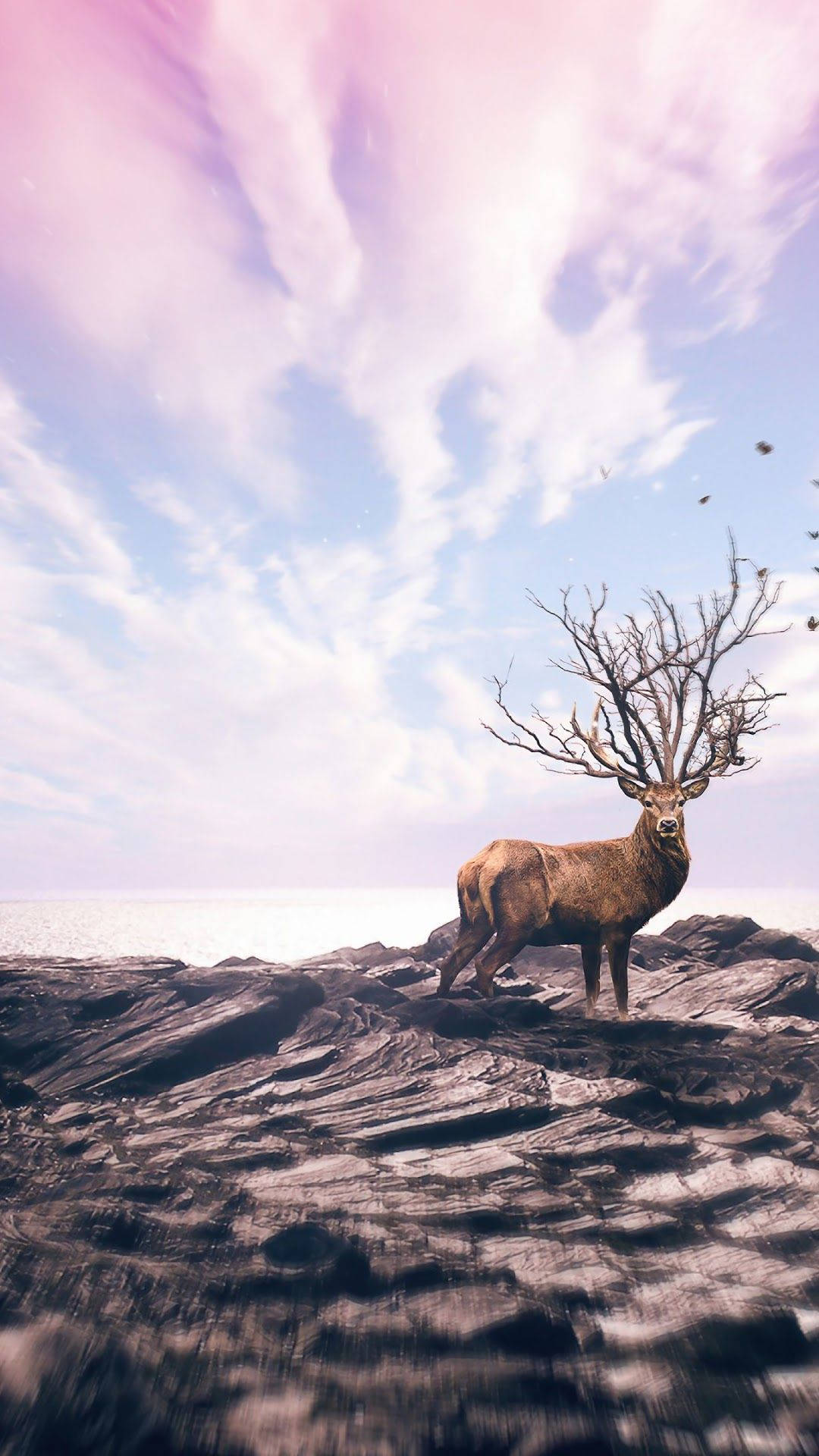 Deer iPhone, bare tree branches, dark rocks, Full HD Phone Wallpaper