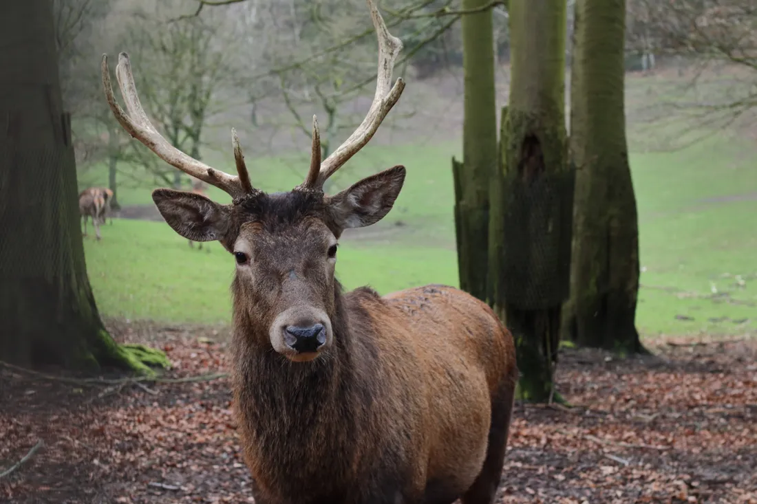 Deer