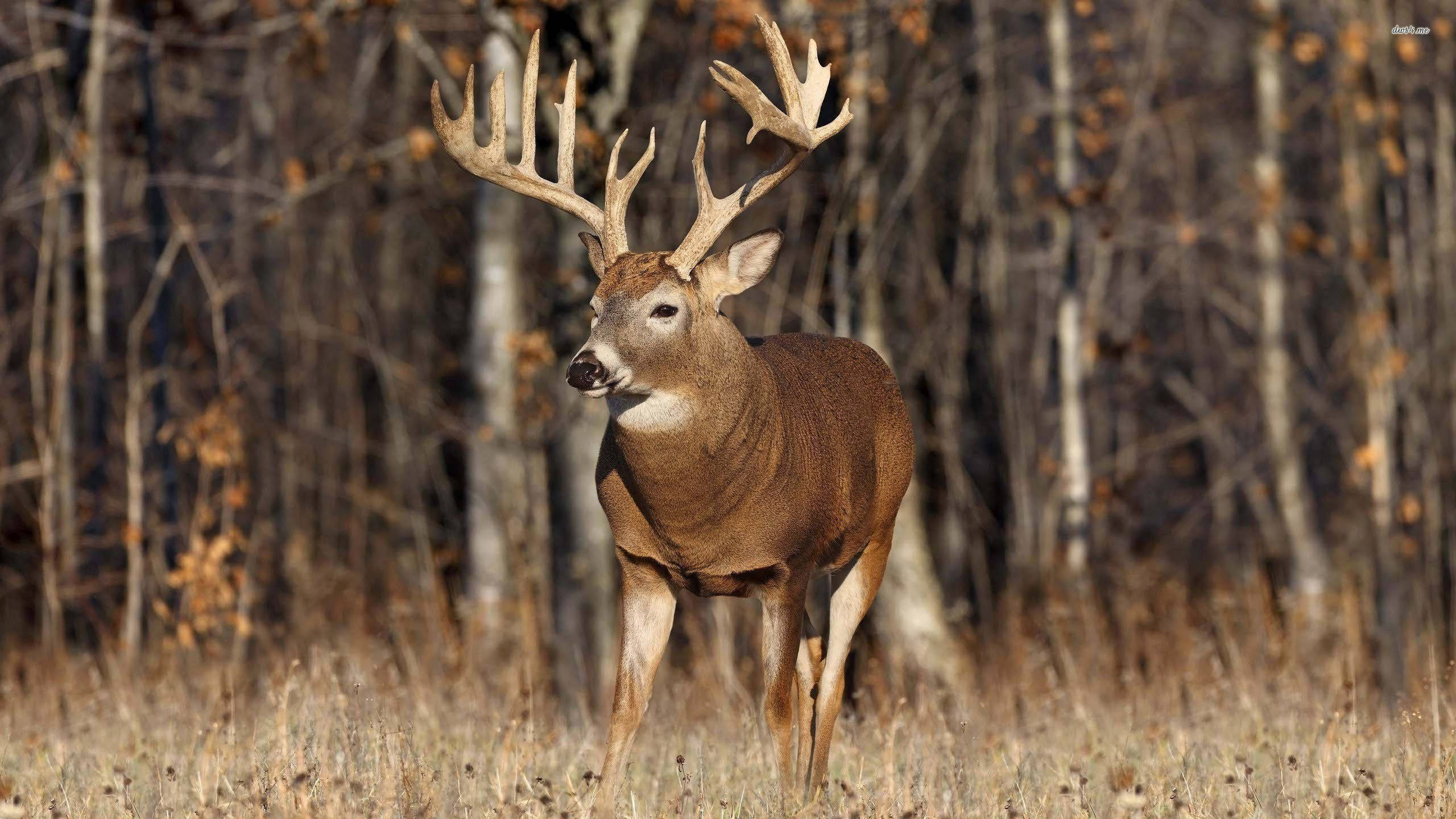 buck, large antlers, sunlit autumn forest clearing, 2K Desktop Wallpaper