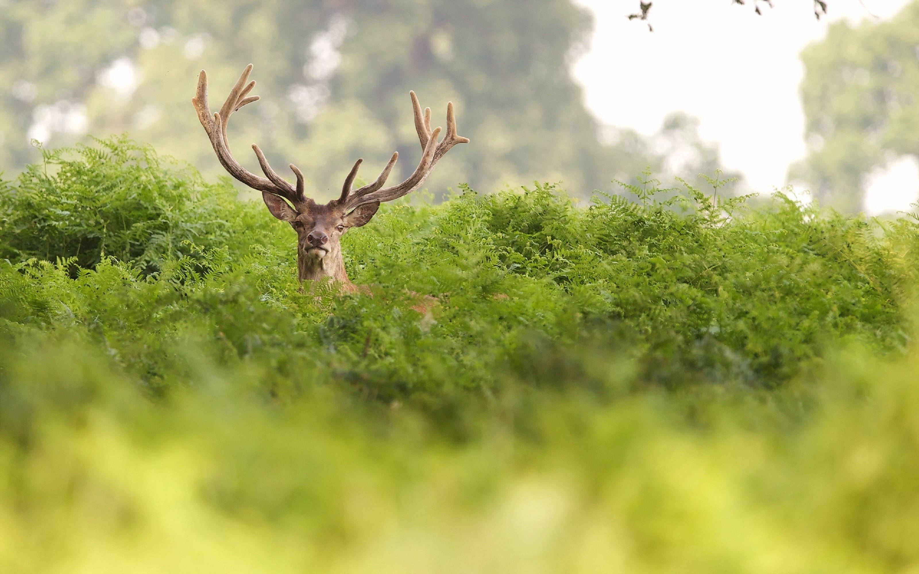 Deer, stag, large antlers, 2K Desktop Wallpaper