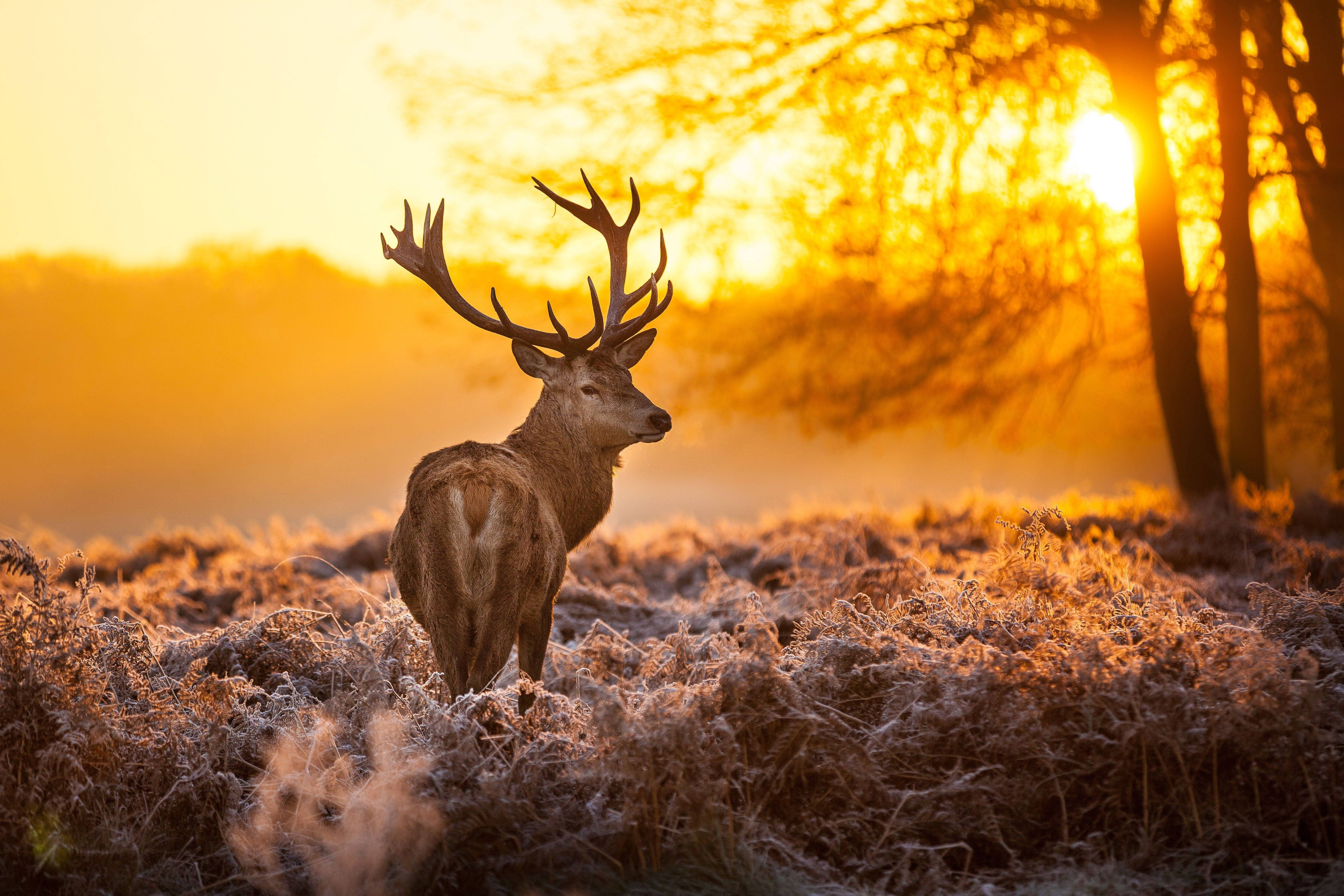 deer, sunset, frosty field, 4K Desktop Wallpaper