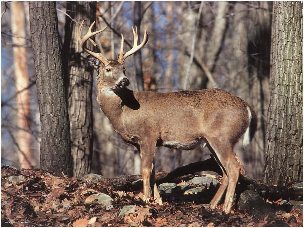 buck, large antlers, sunlit forest, SD Desktop Wallpaper