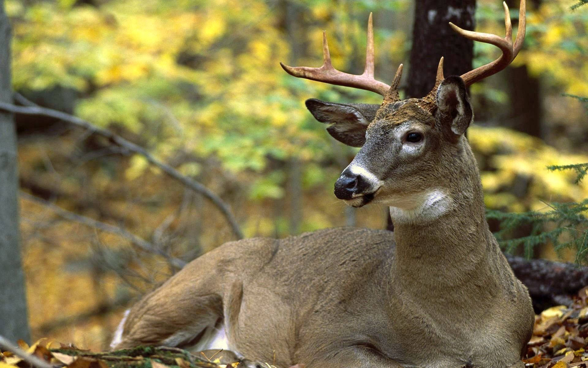 Deer, buck, large antlers, Full HD Desktop Wallpaper