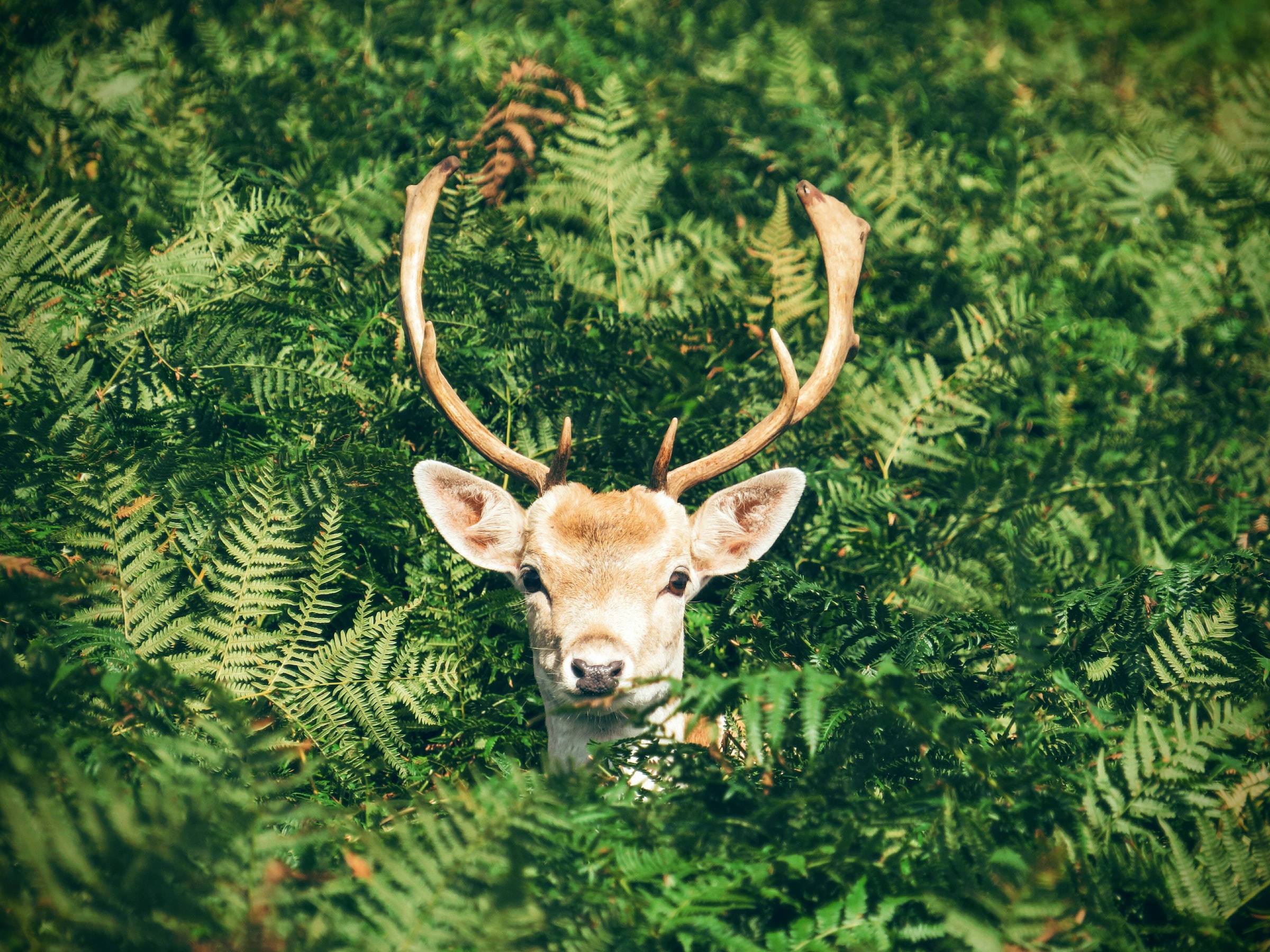 Deer, full screen desktop, dense green fern forest, Full HD Desktop Wallpaper