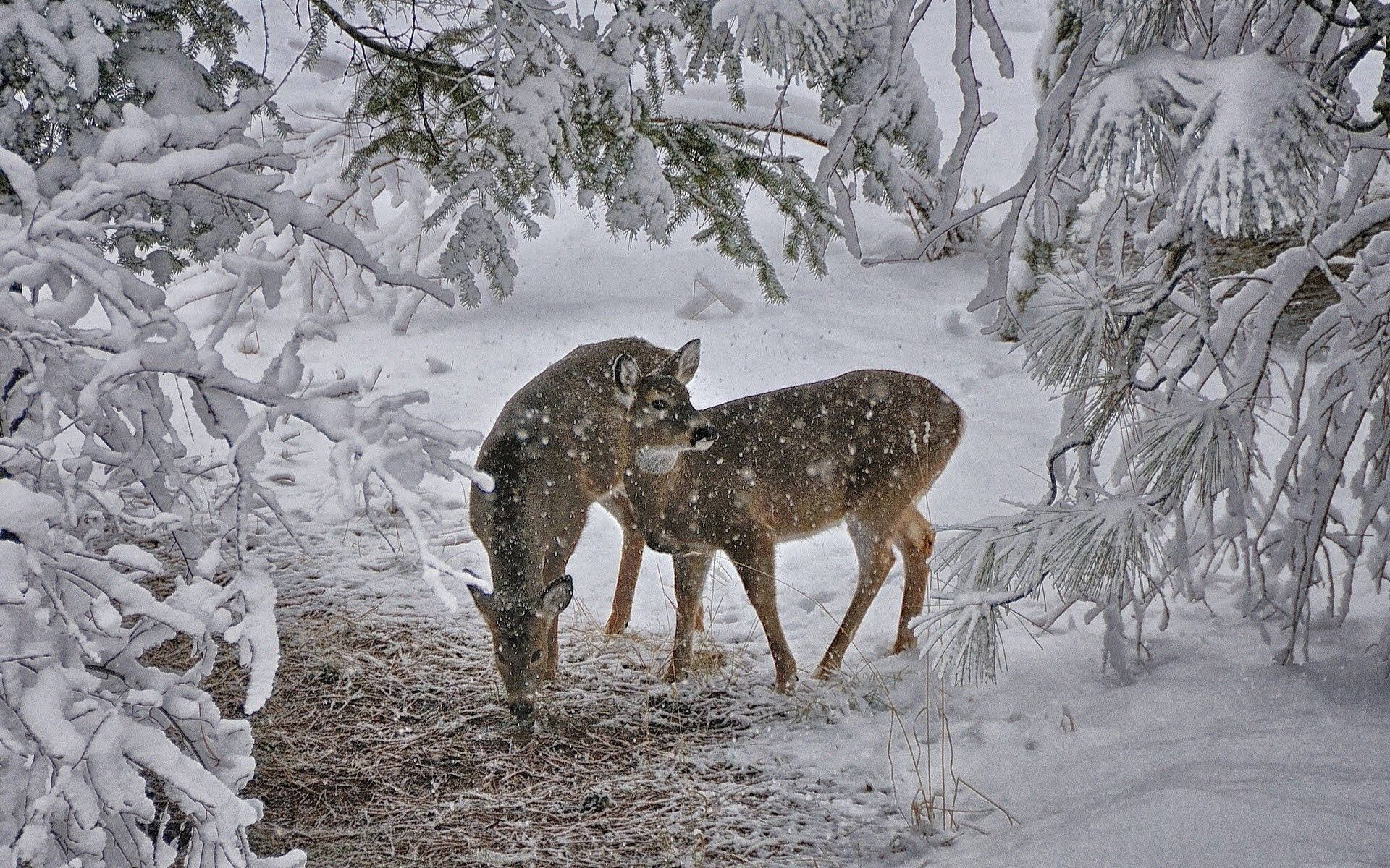 baby deer, snow, snowy forest, Full HD Desktop Wallpaper