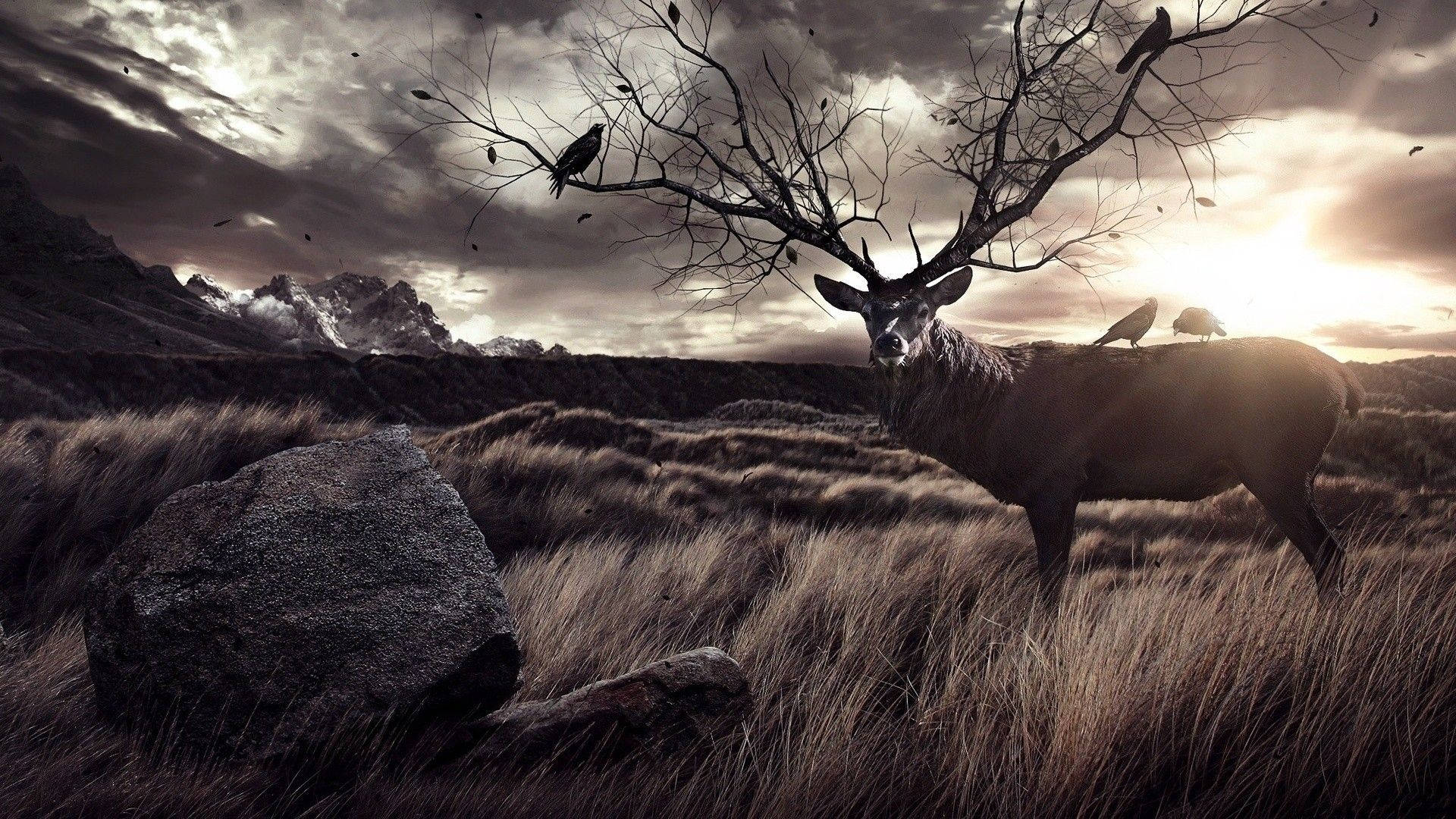 buck, antlers shaped like bare branches, windswept field, Full HD Desktop Wallpaper