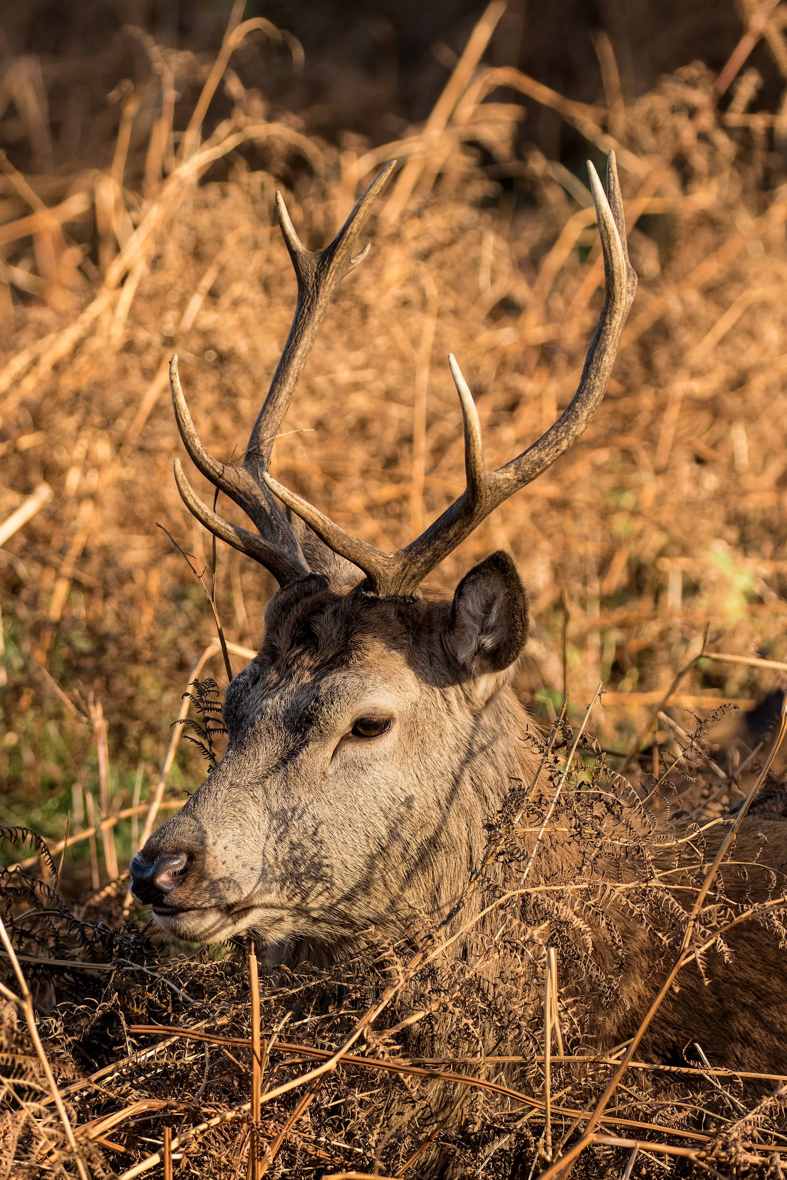 Deer, sunny field, stag, Full HD Phone Wallpaper
