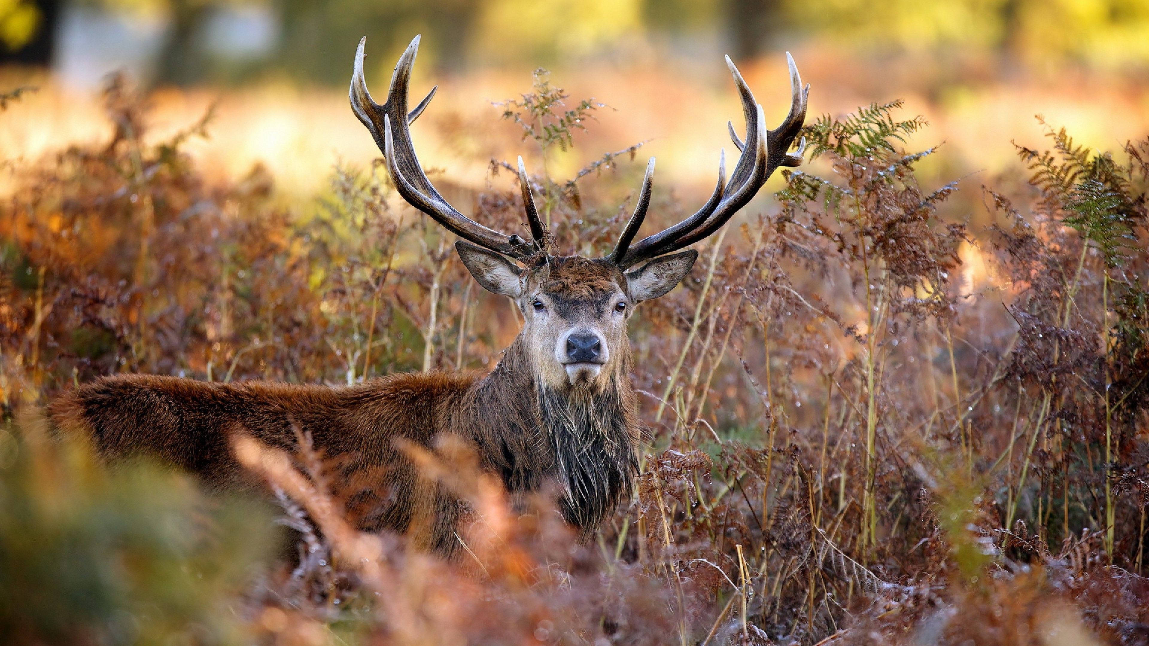 deer, crown horns, red deer stag, 4K Desktop Wallpaper