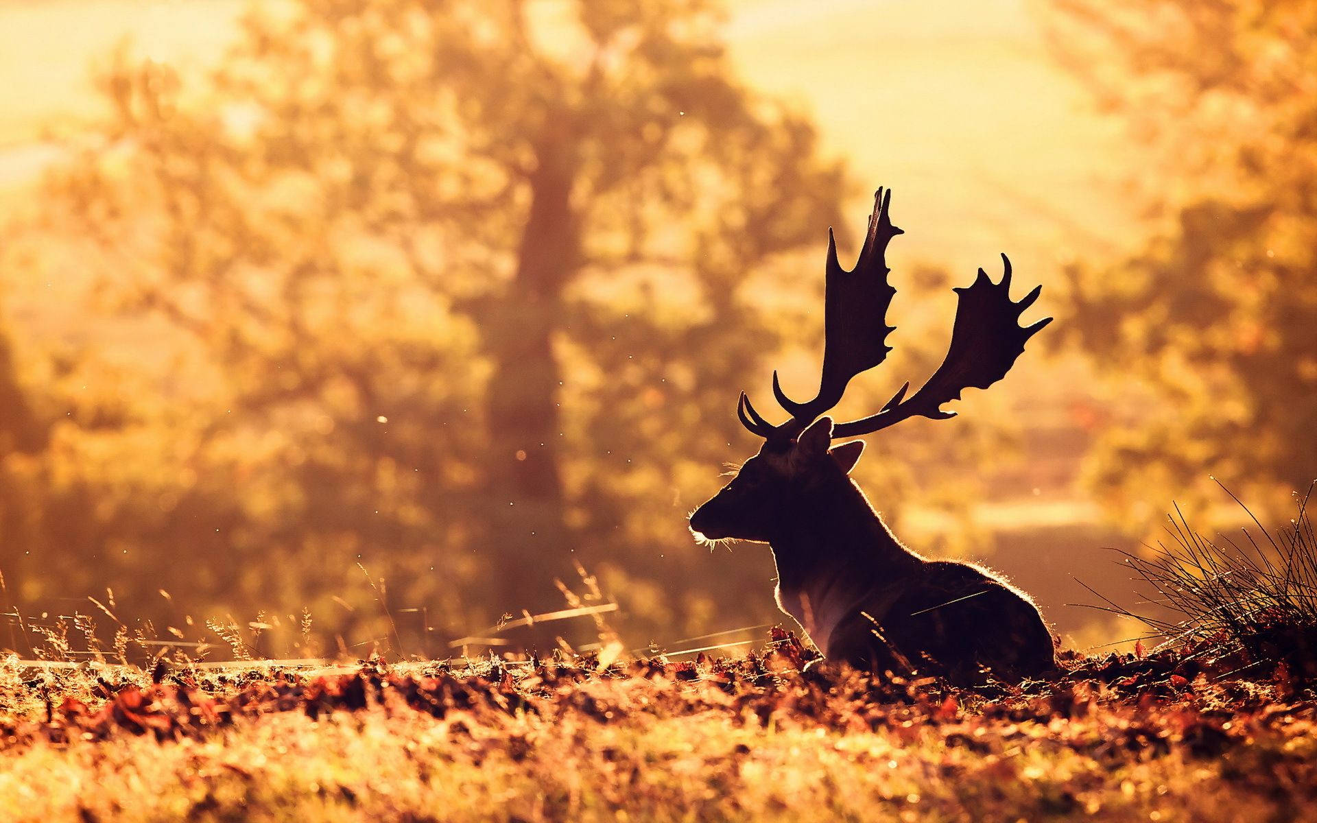 deer, antlers, golden sunset, Full HD Desktop Wallpaper