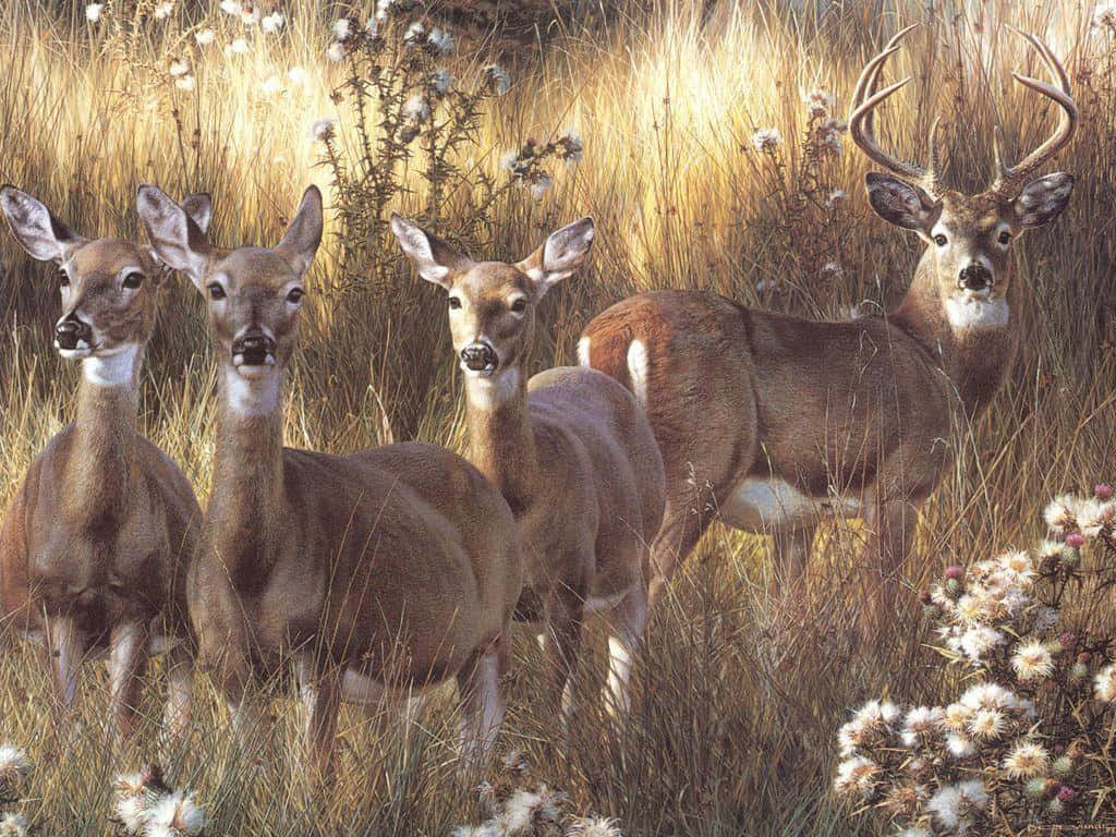 whitetail deer, buck with antlers, tall golden grass, SD Desktop Wallpaper