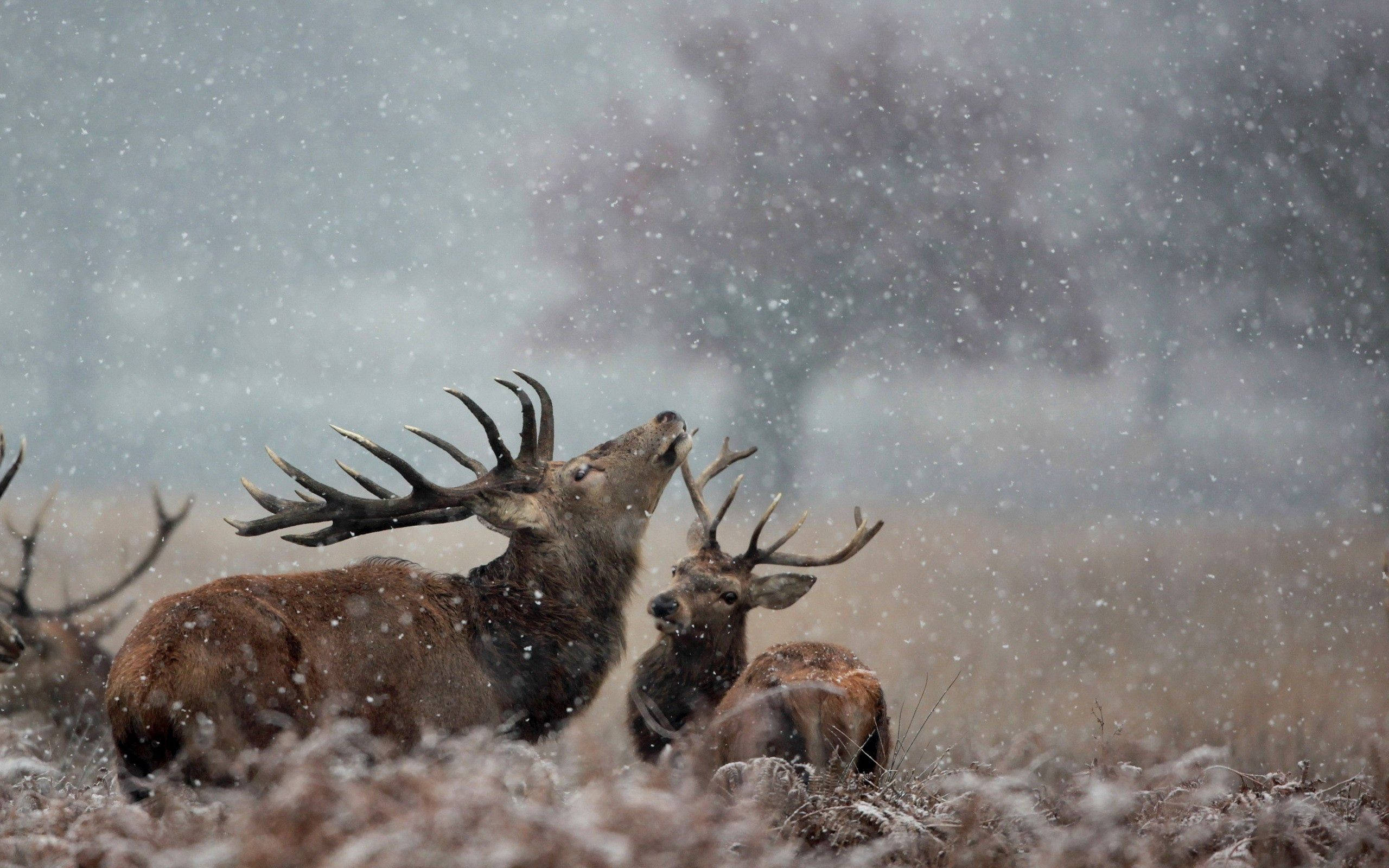 deer couple, snowfall, snowy field, 2K Desktop Wallpaper