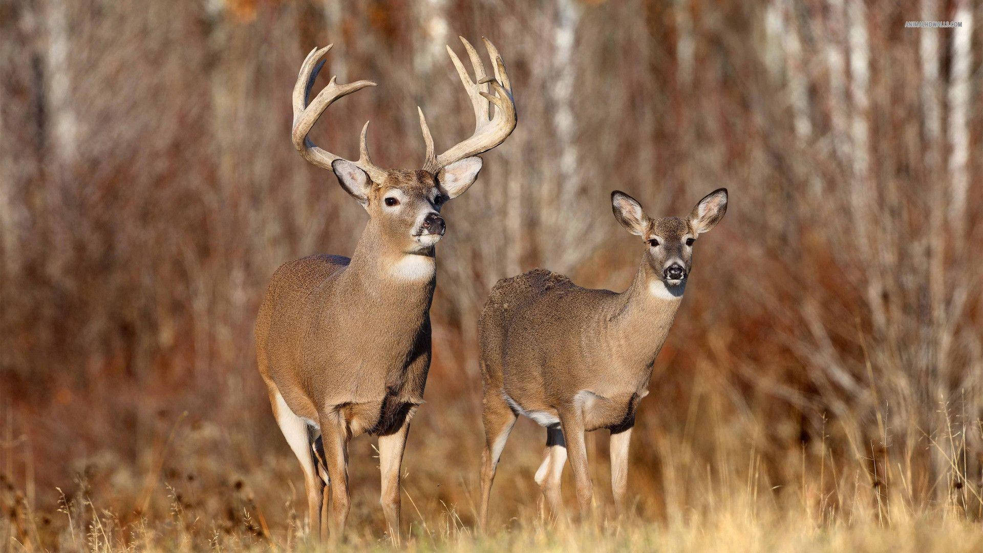 whitetail deer, doe, buck, Full HD Desktop Wallpaper