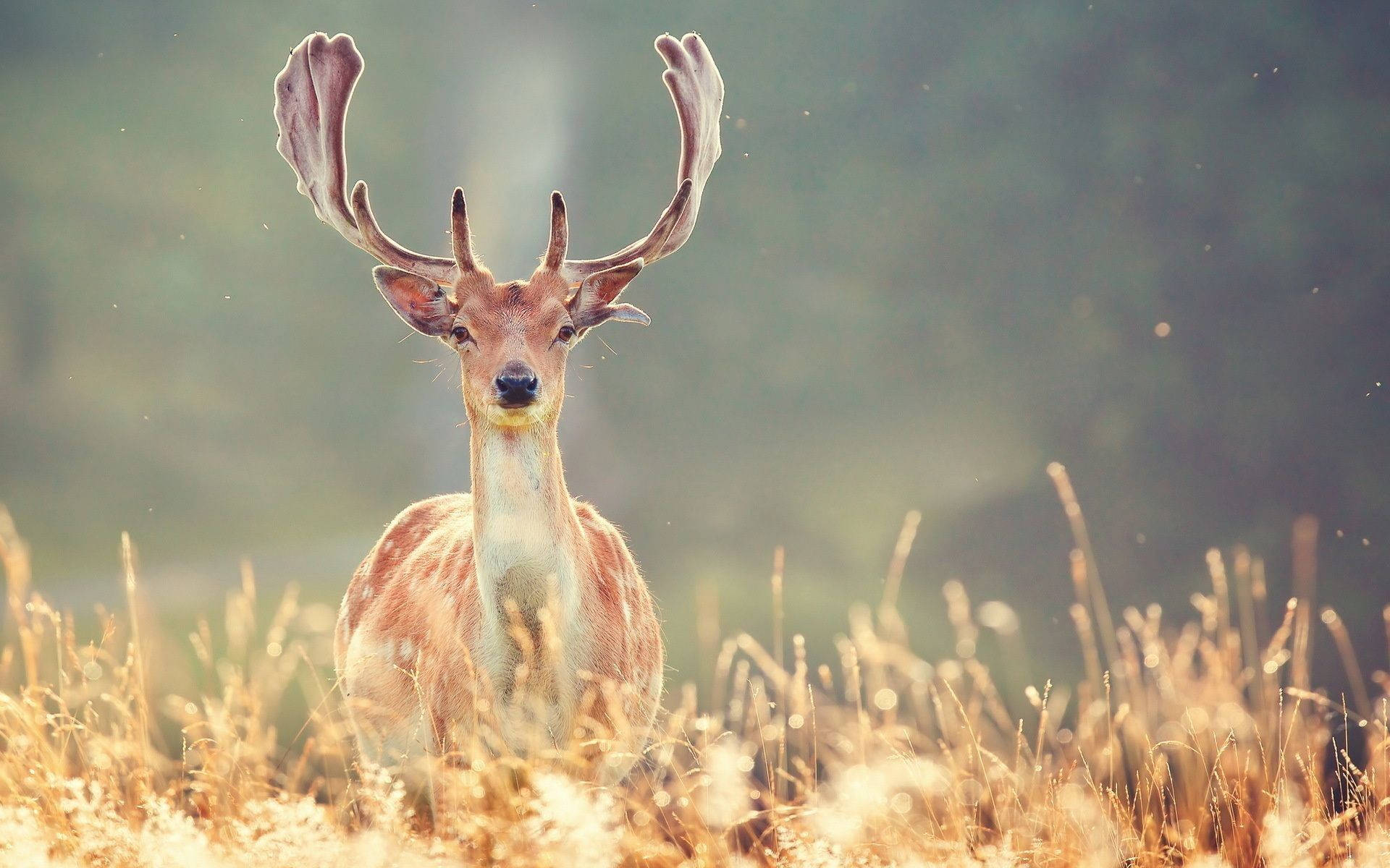majestic deer, field, large antlers, Full HD Desktop Wallpaper