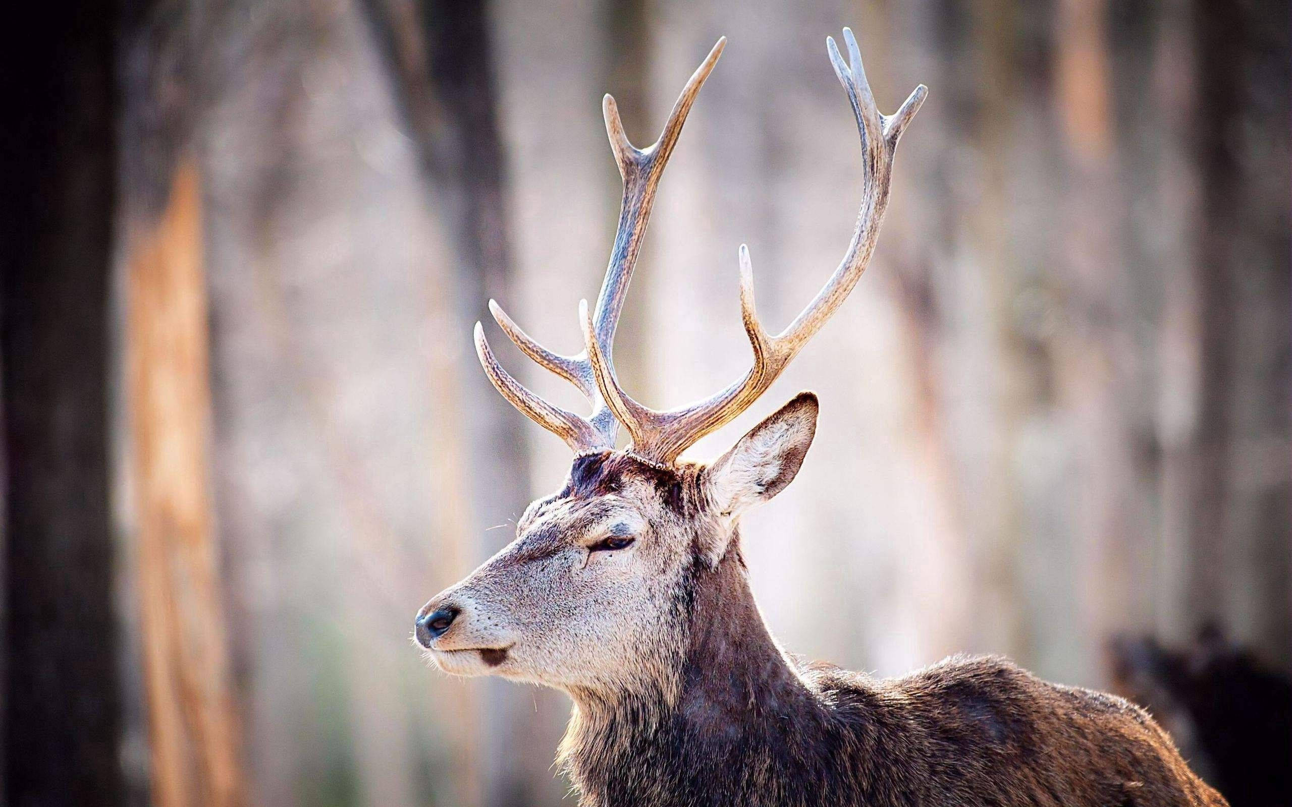 white face deer, tall horns, stag, 2K Desktop Wallpaper