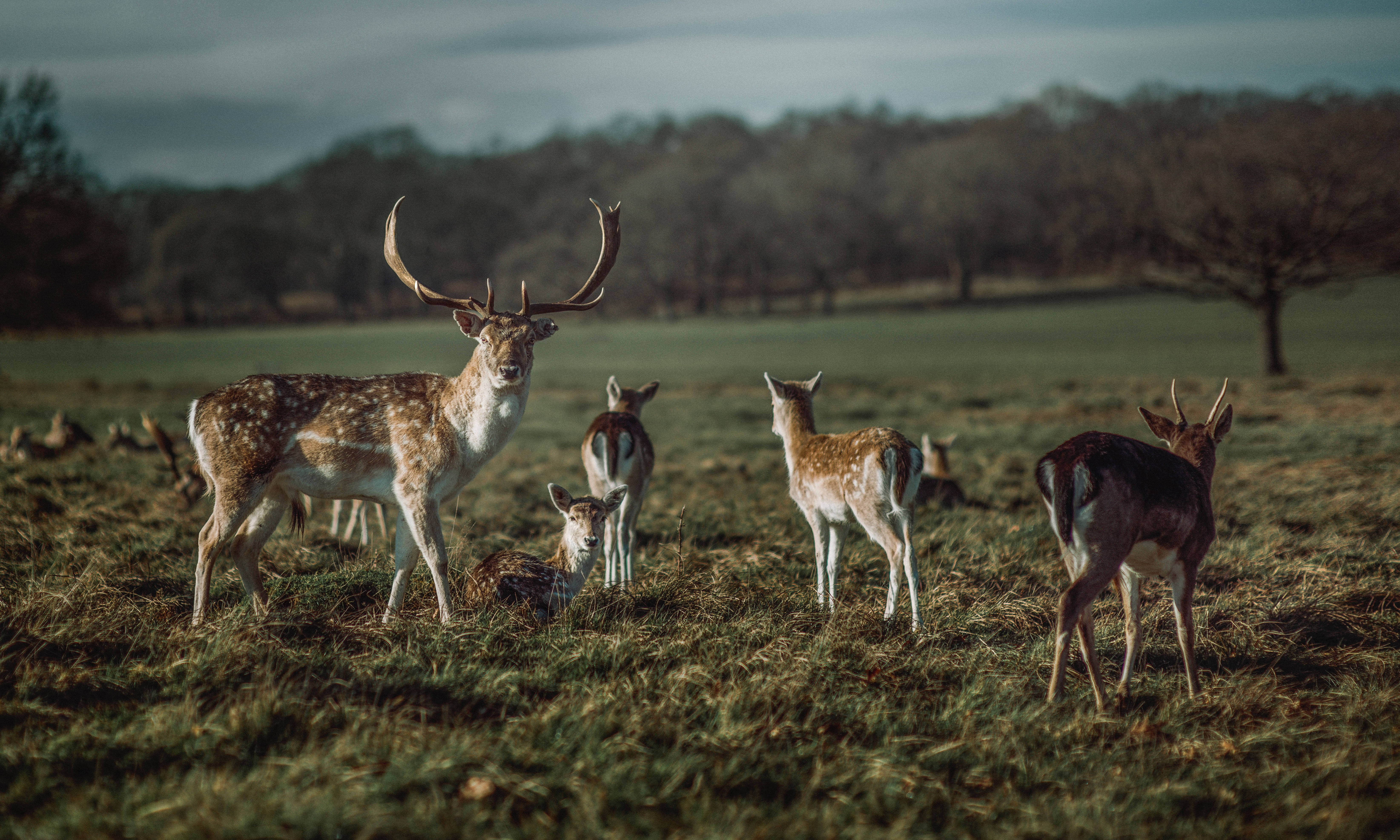 deer family, grassy field, overcast sky, 5K Desktop Wallpaper