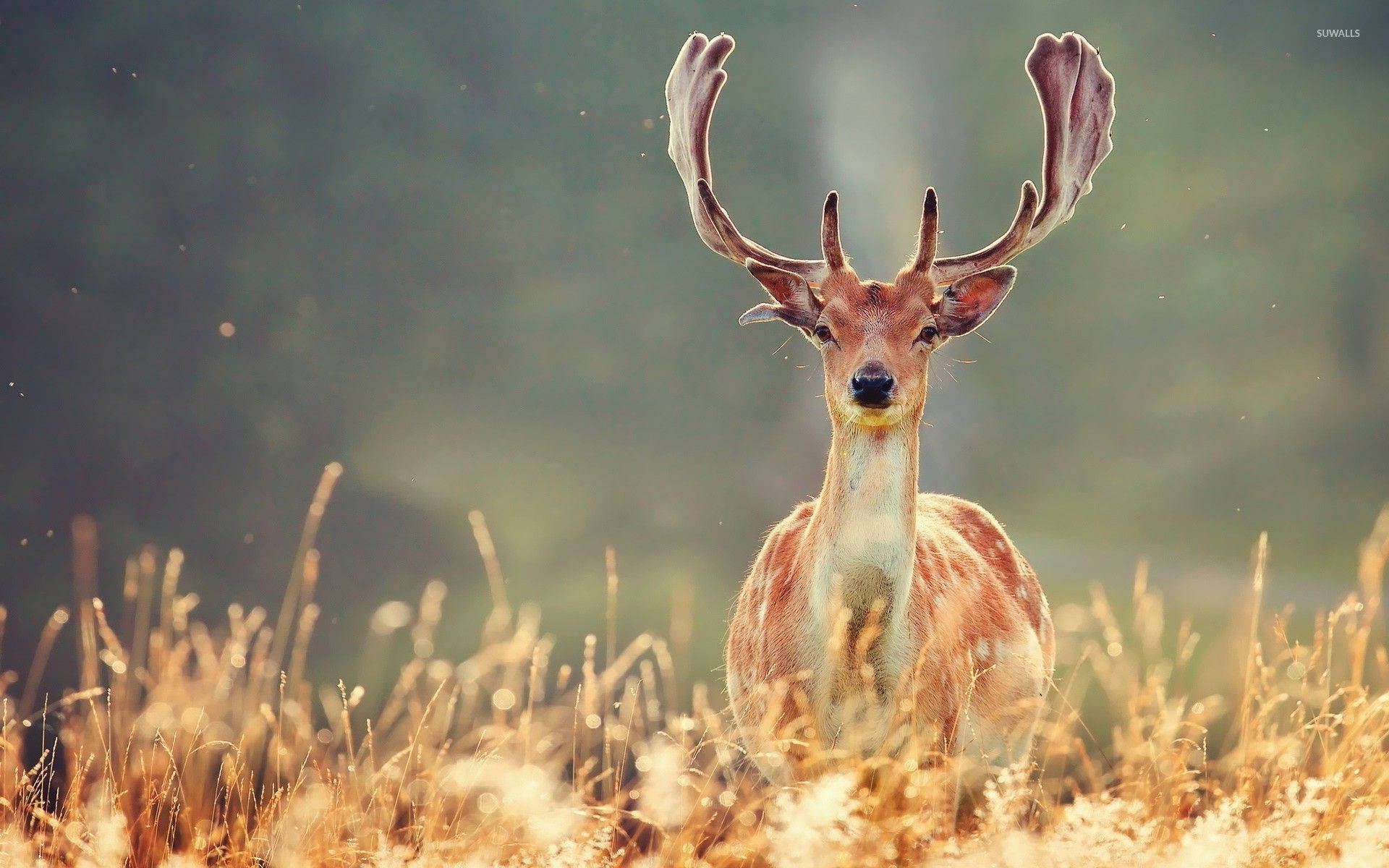 majestic deer, buck, field, Full HD Desktop Wallpaper