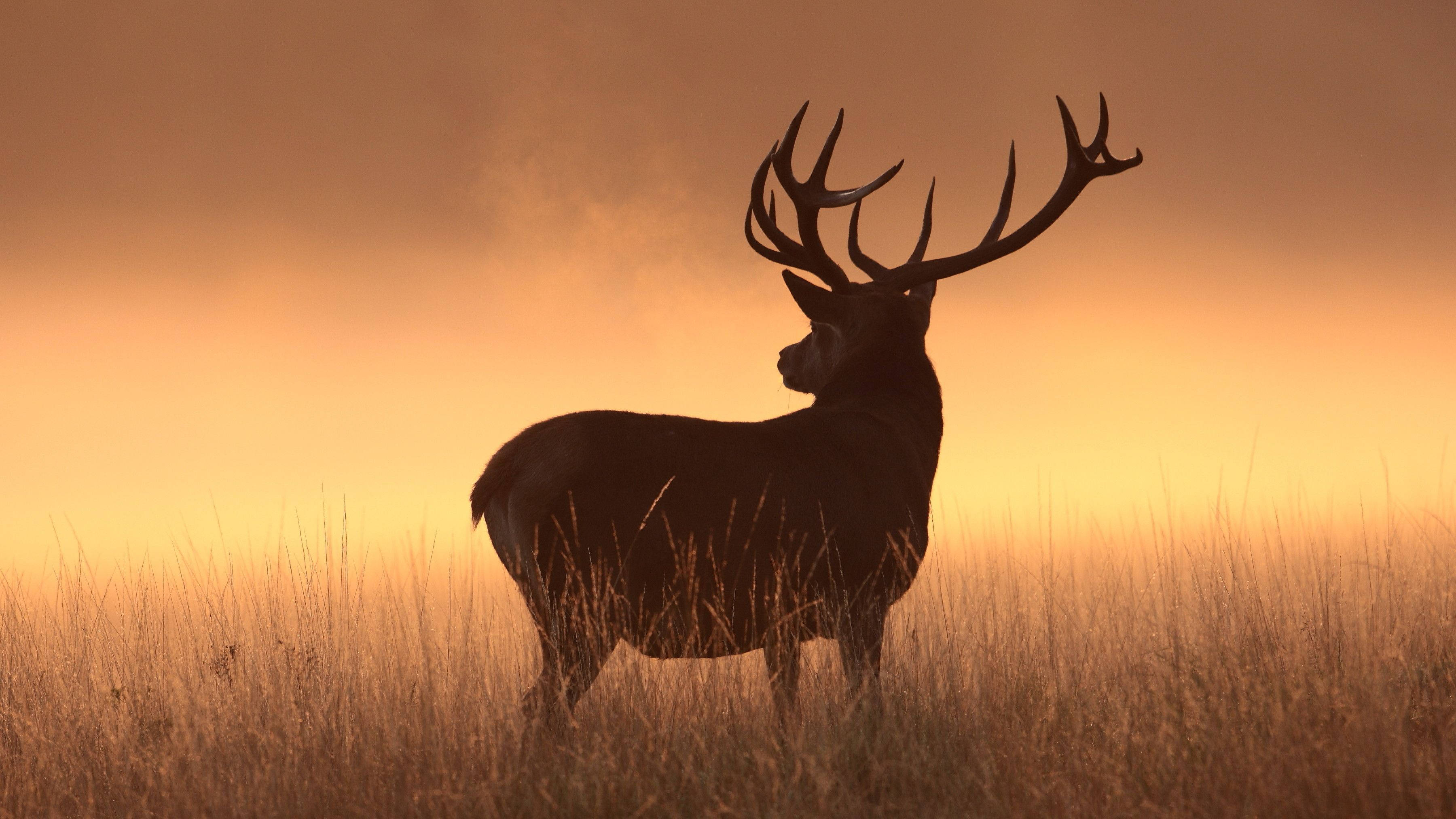 buck, deer, silhouette, 2K Desktop Wallpaper