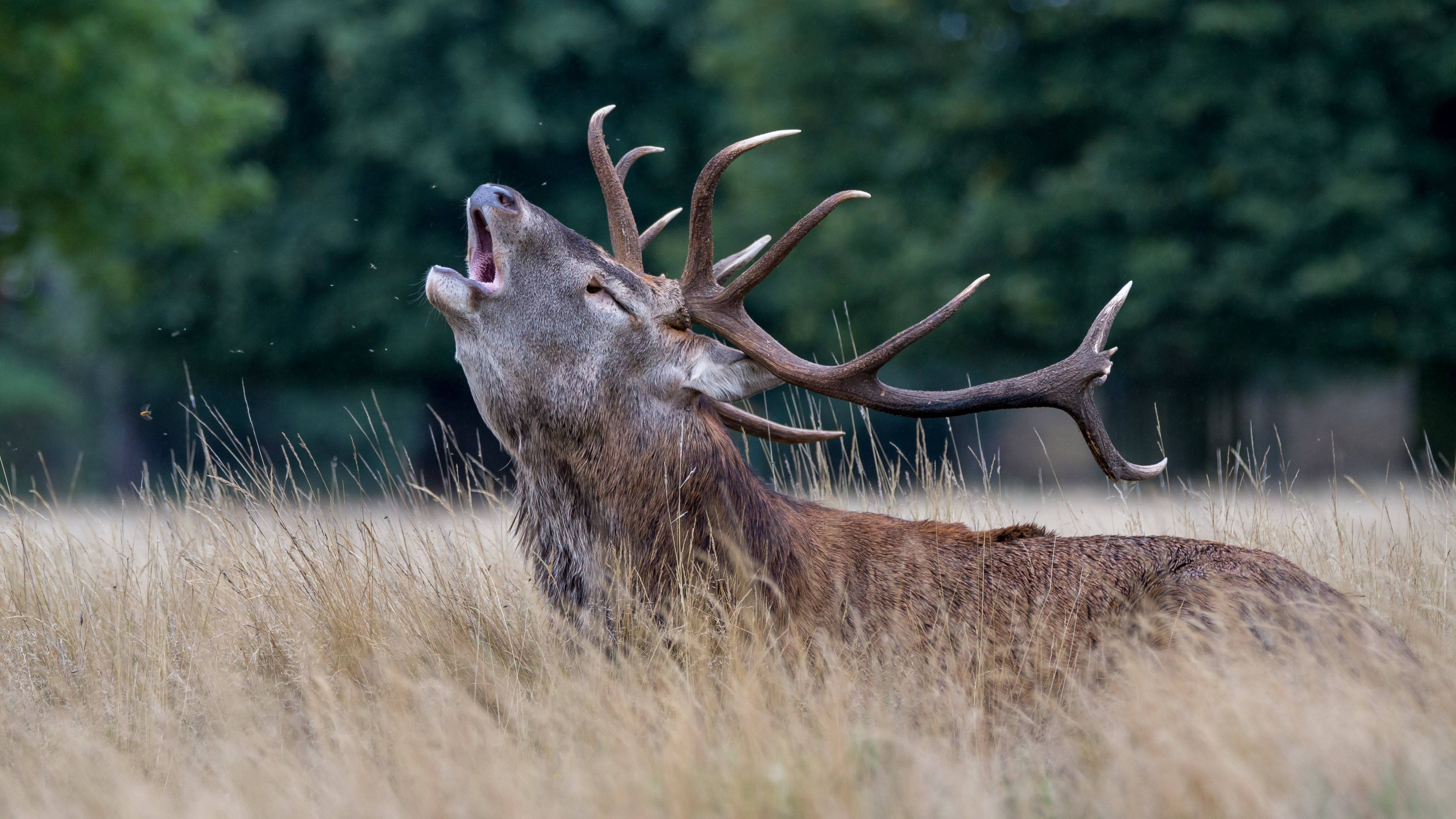 red deer, massive antlers, field of tall golden grass, 4K Desktop Wallpaper
