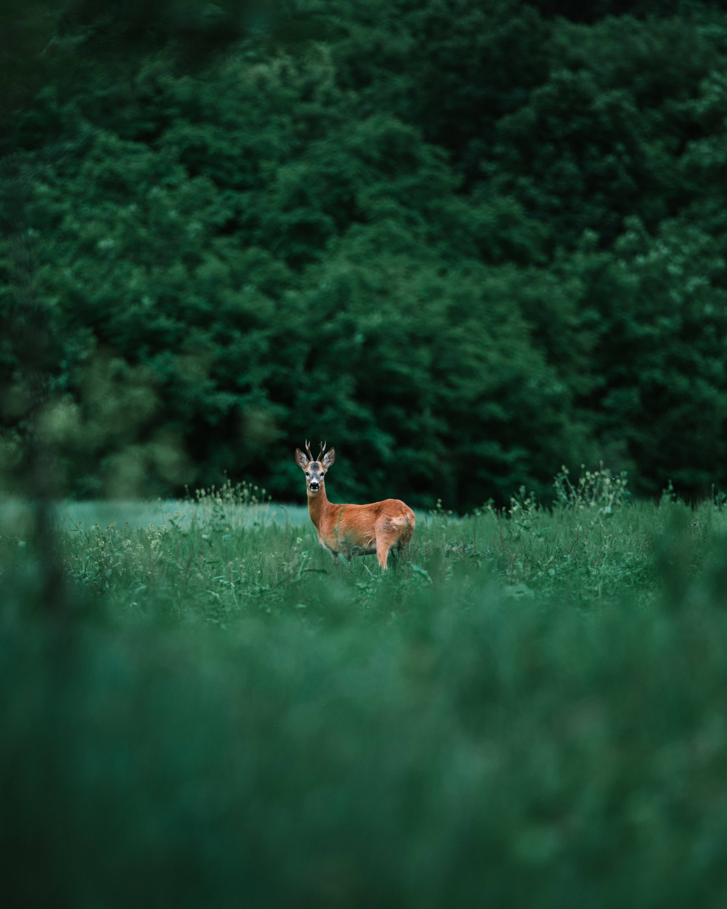 doe, grass field, lush green meadow, 2K Phone Wallpaper